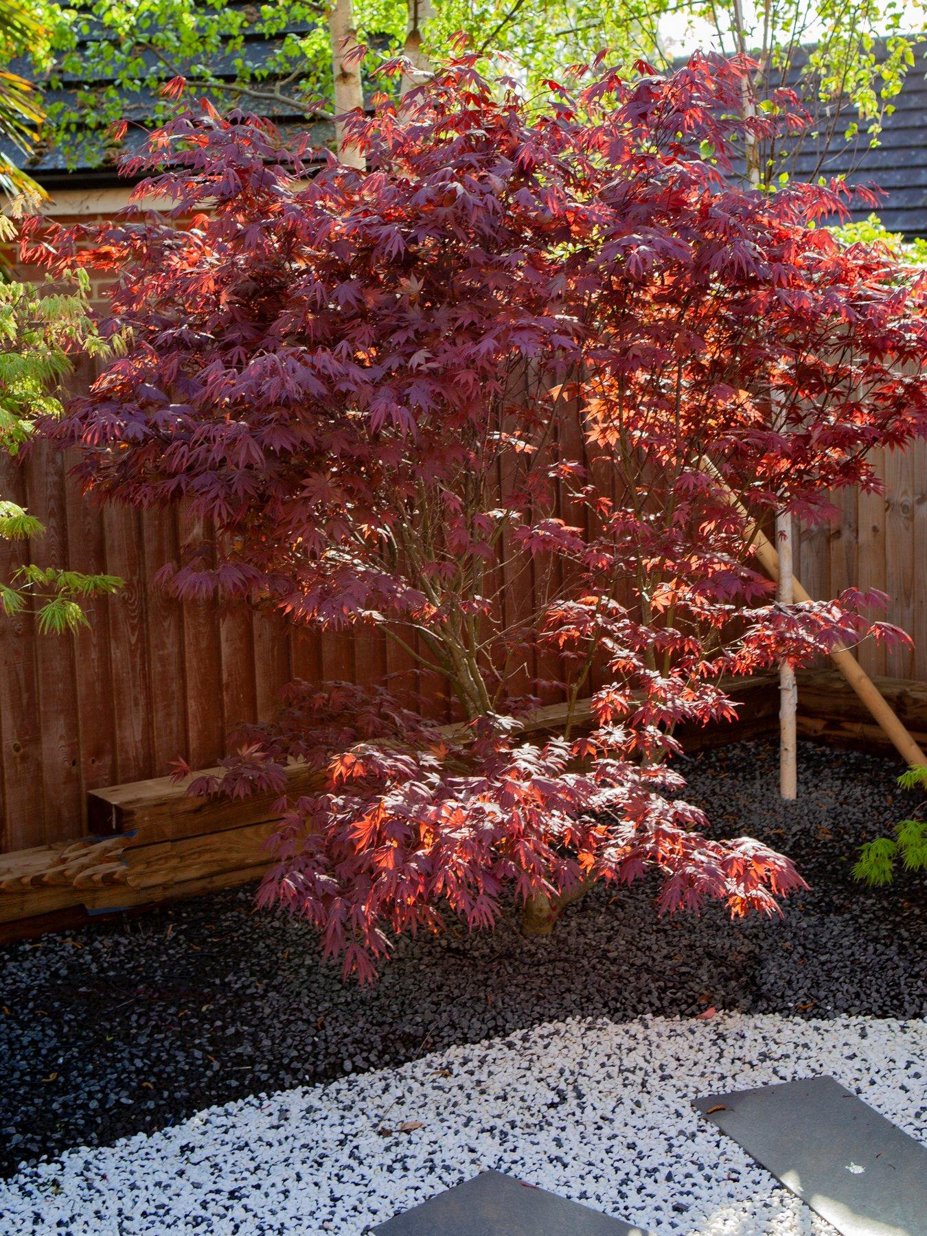  image of you-garden-acer-palmatum-atropurpureum-105cm-pot
