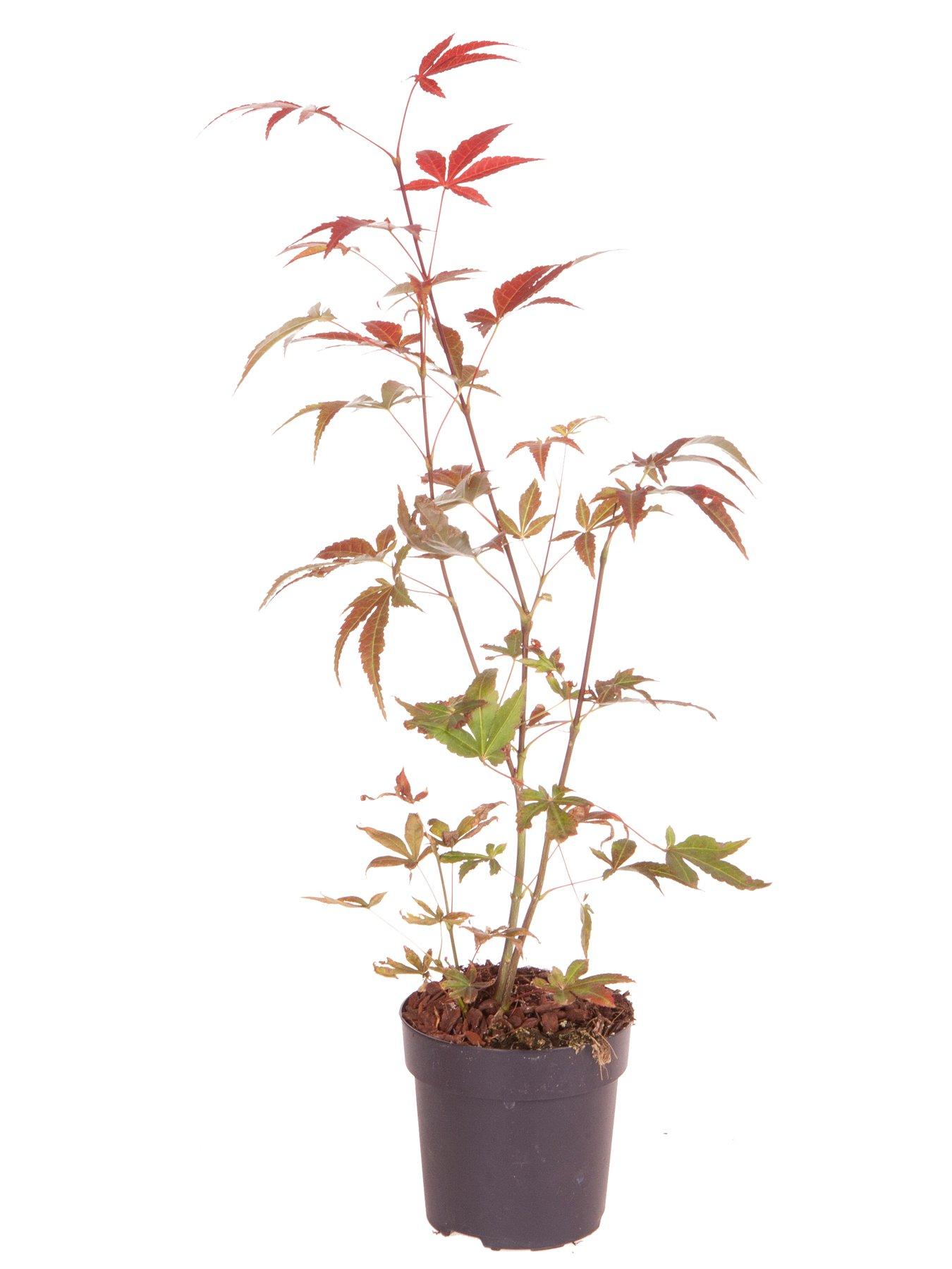  image of you-garden-acer-palmatum-atropurpureum-105cm-pot