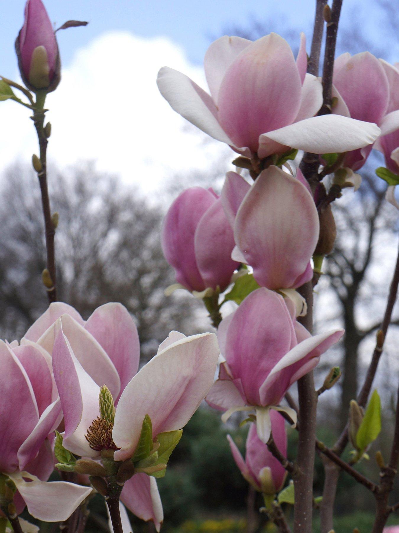 You Garden Magnolia soulangeana (Saucer Magnolia) 9cm Pot