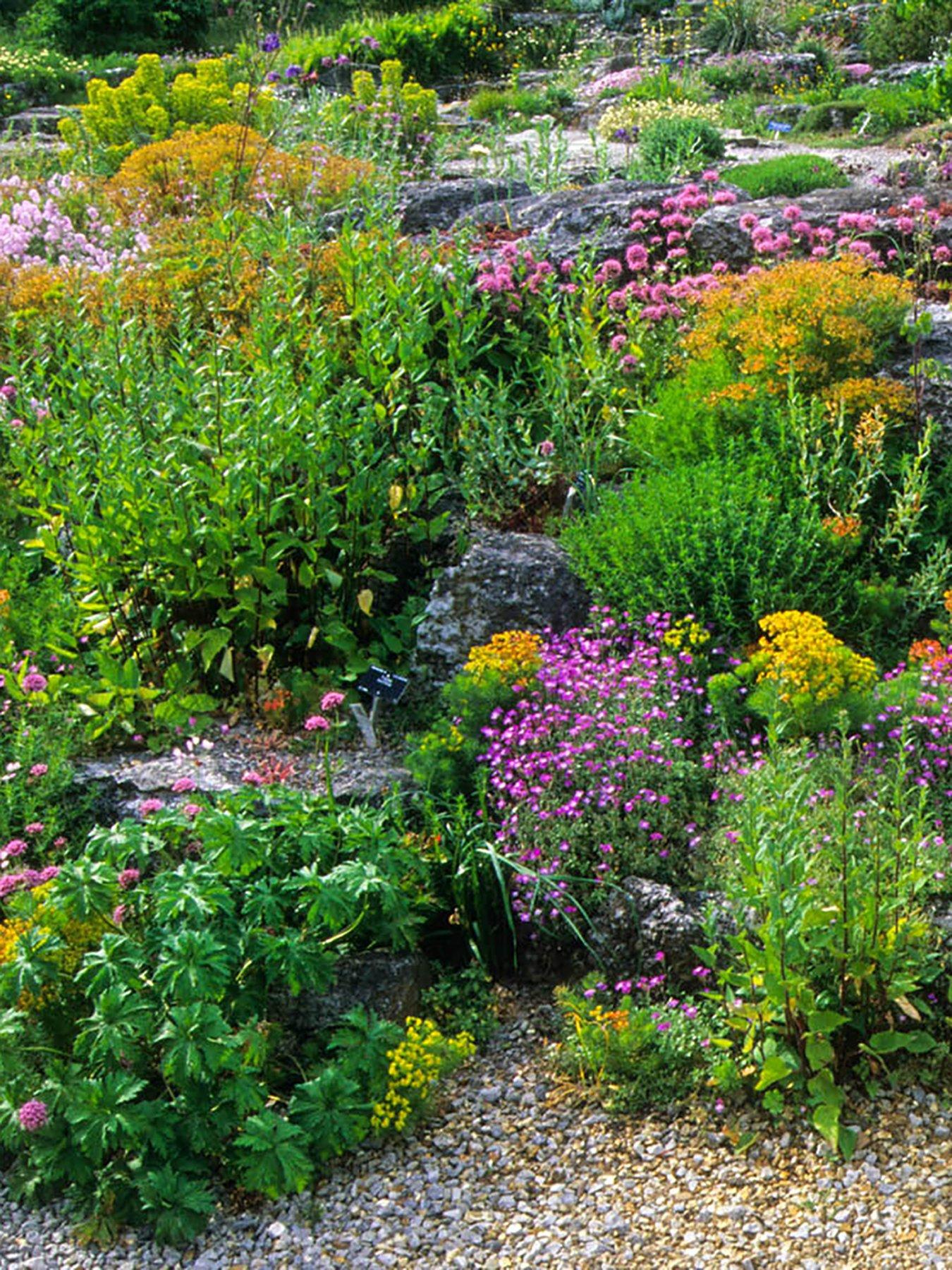  image of you-garden-alpine-collection-6-x-9cm-pots
