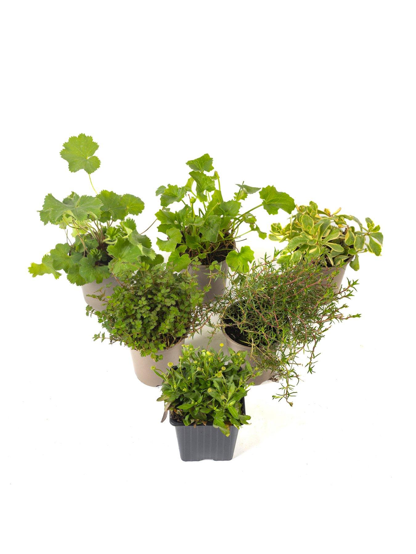  image of you-garden-alpine-collection-6-x-9cm-pots