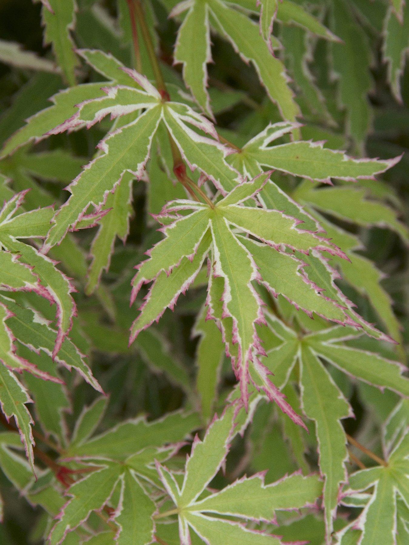 undefined Acer palmatum Emerald Lace (10.5cm Pot)