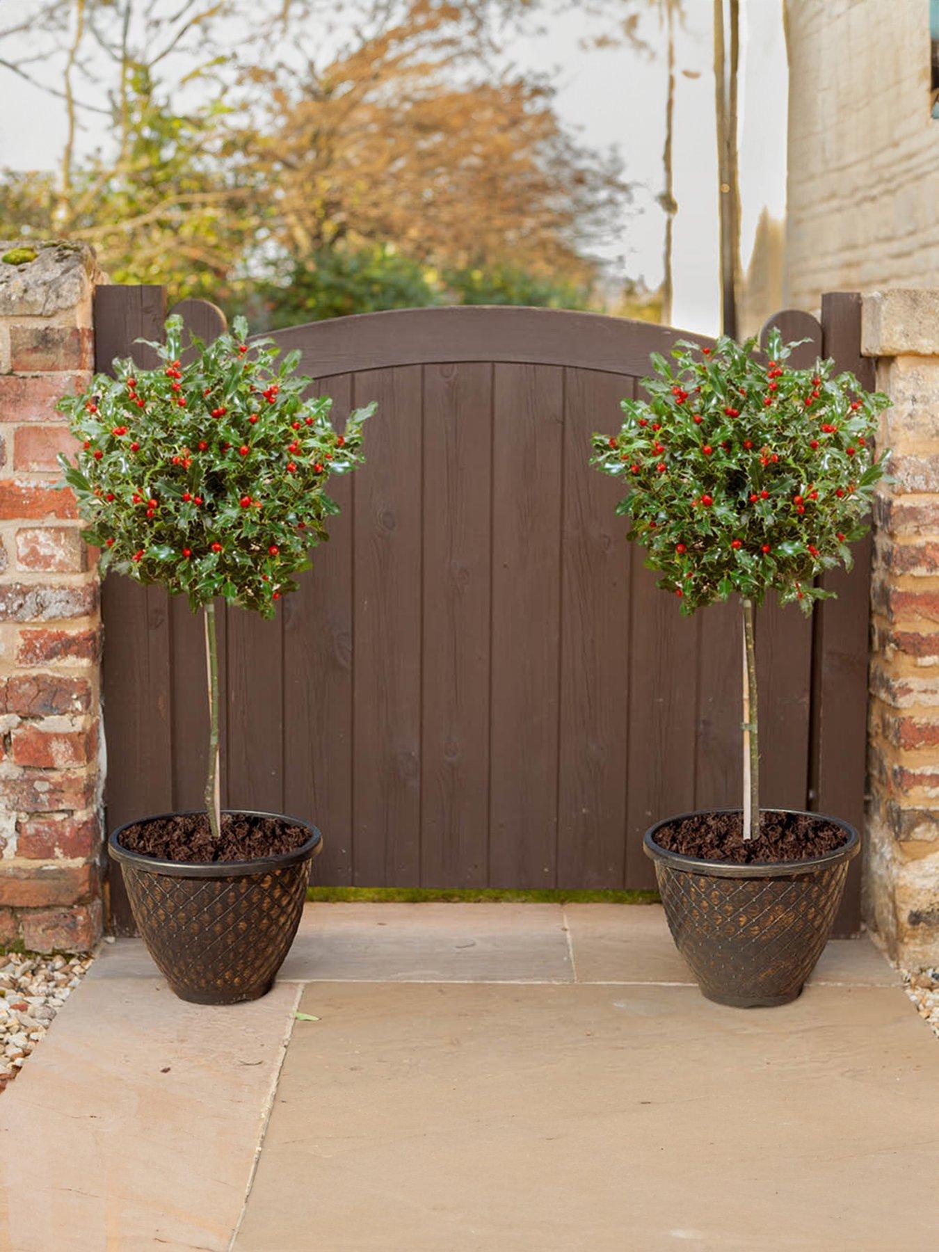 You Garden Pair of Holly Trees with Decorative Pots