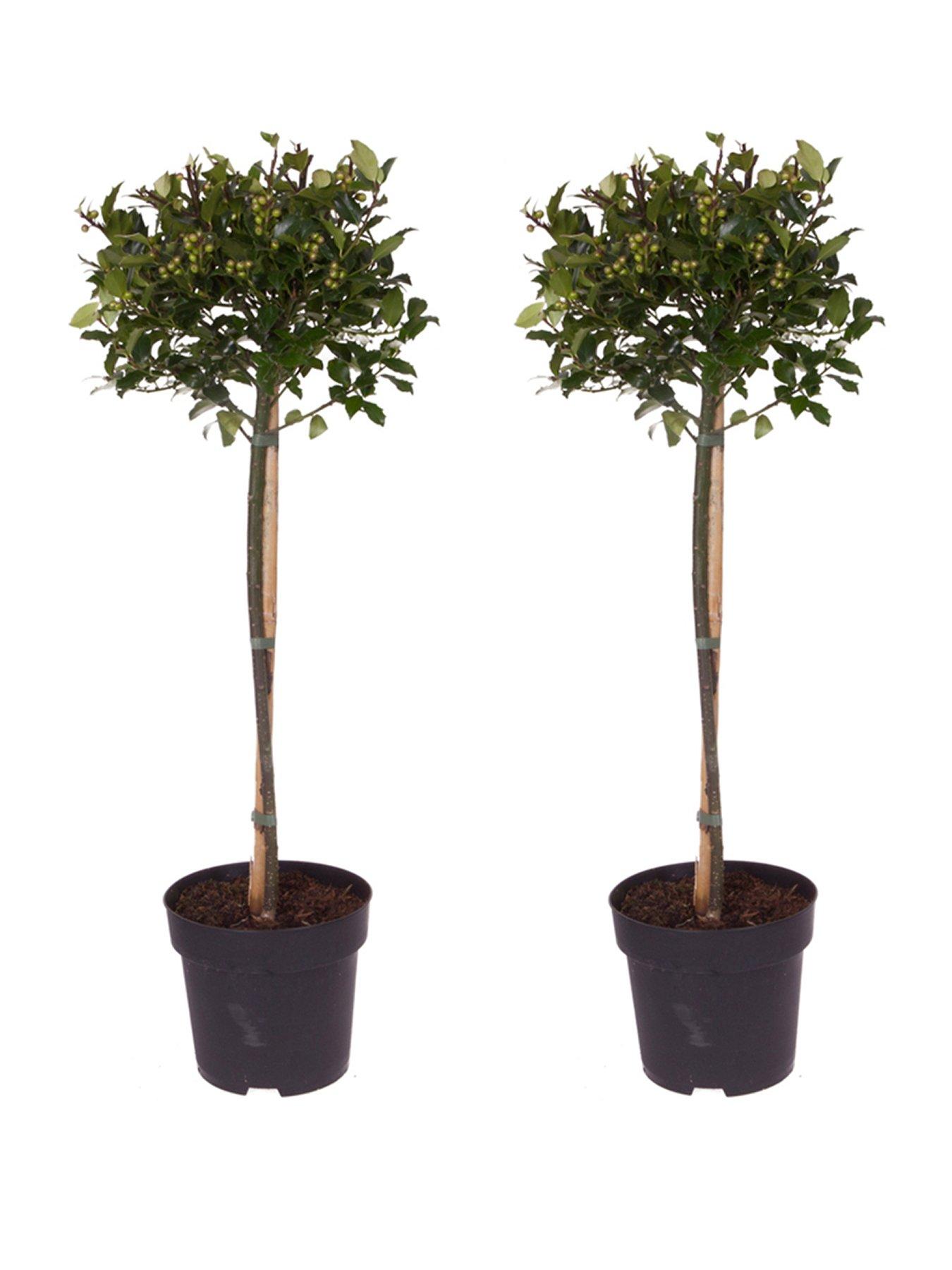 image of pair-of-holly-trees-with-decorative-pots