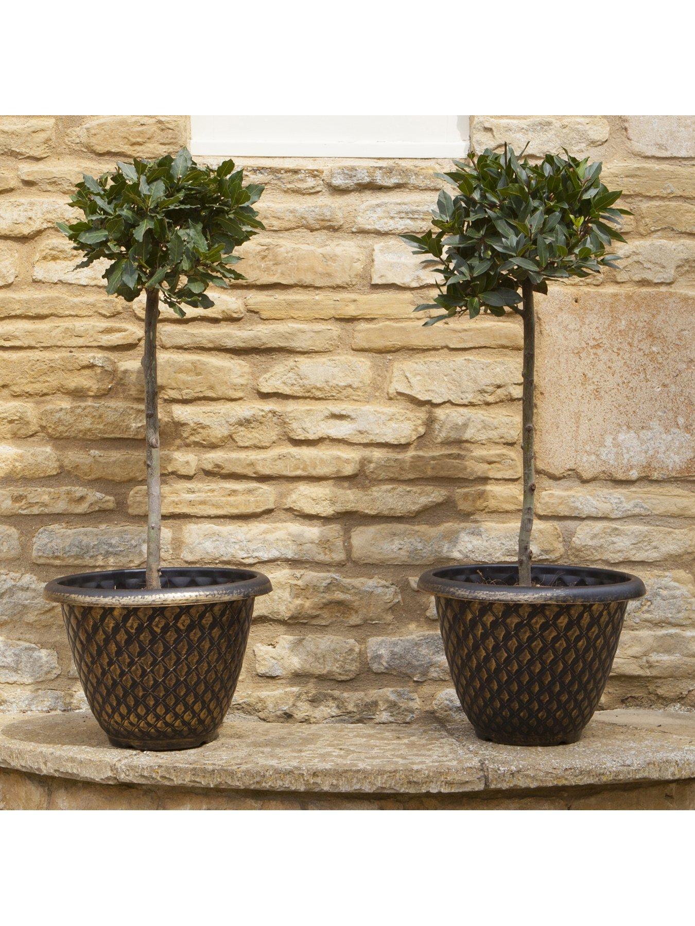  image of pair-of-holly-trees-with-decorative-pots