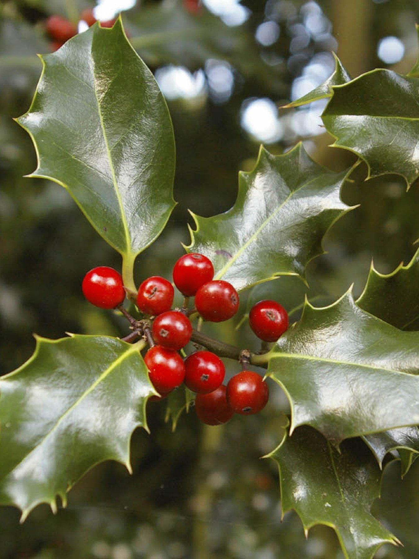  image of pair-of-holly-trees-with-decorative-pots