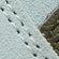 PEACEFUL_BLUE-LODEN_GREEN