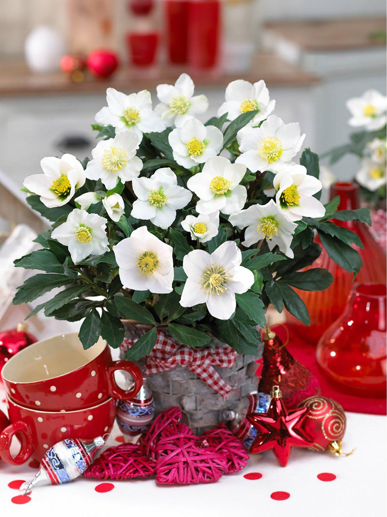 Set of 3 Christmas Roses (Helleborus Niger)