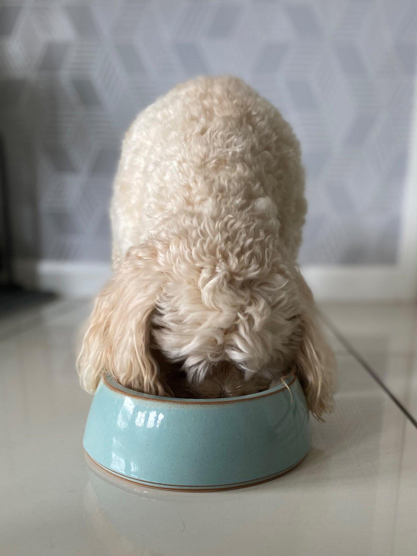  image of denby-heritage-pavillion-medium-pet-bowl--nbspblue