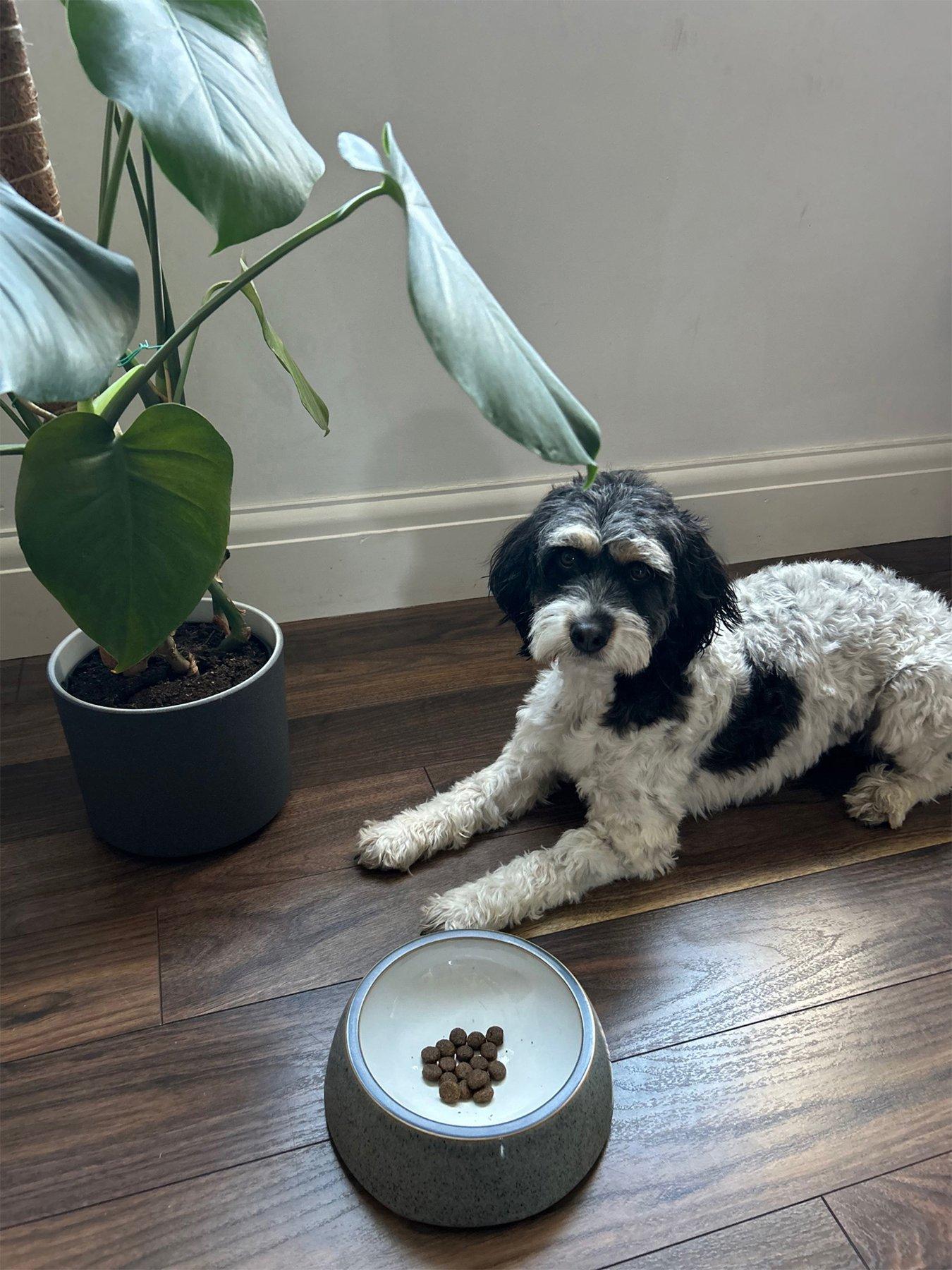 undefined Studio Grey Small Pet Bowl