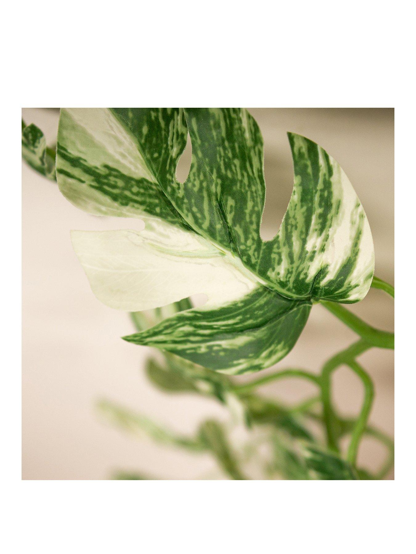  image of scottish-everlastings-190nbspcm-artificial-variegated-monstera-garland-pack-of-2