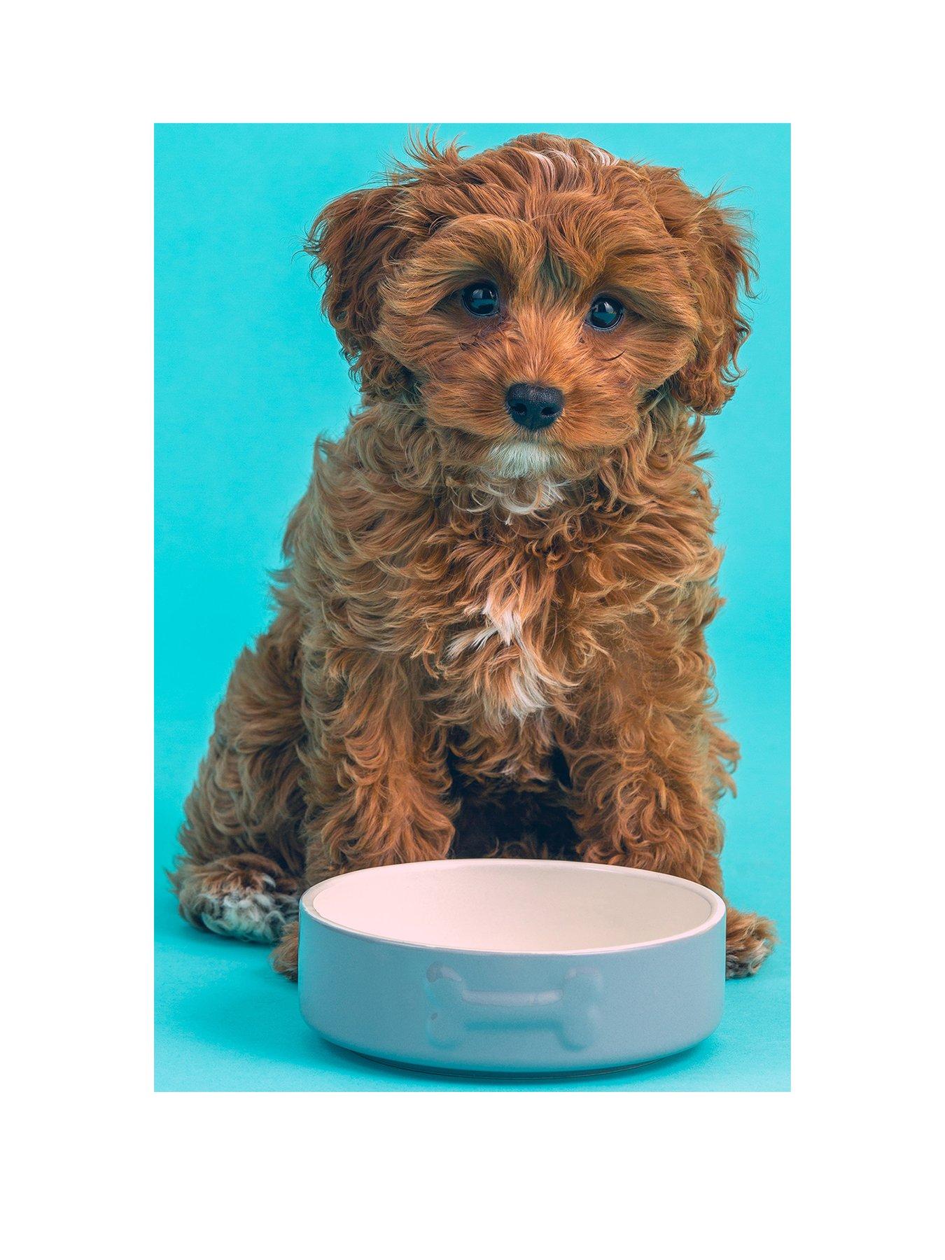 Image 3 of 5 of Mason Cash Colourmix Set Of 2 Grey Dog Bowls &amp; Placemat