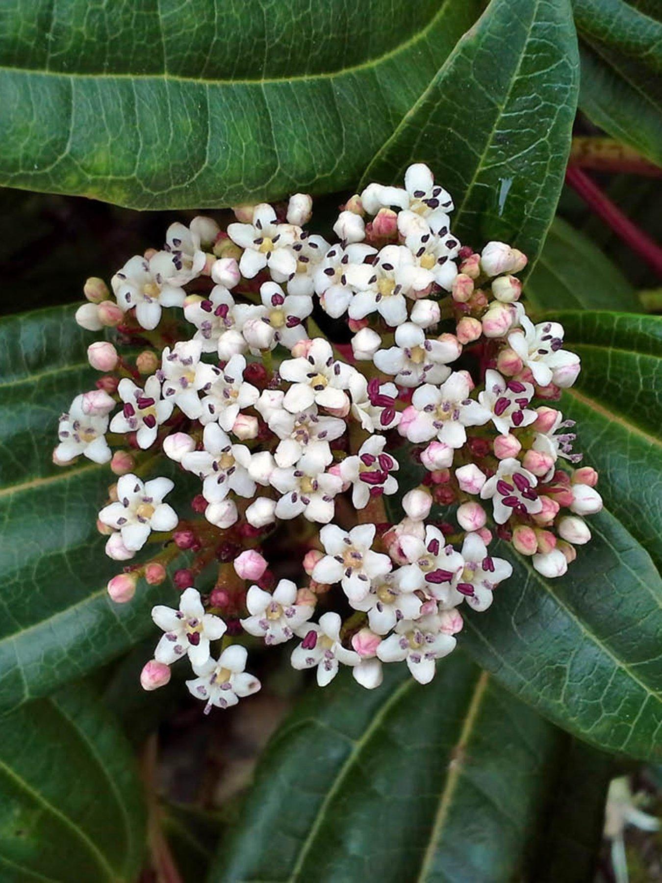 Image 1 of 4 of You Garden Viburnum davidii (17cm Pot)