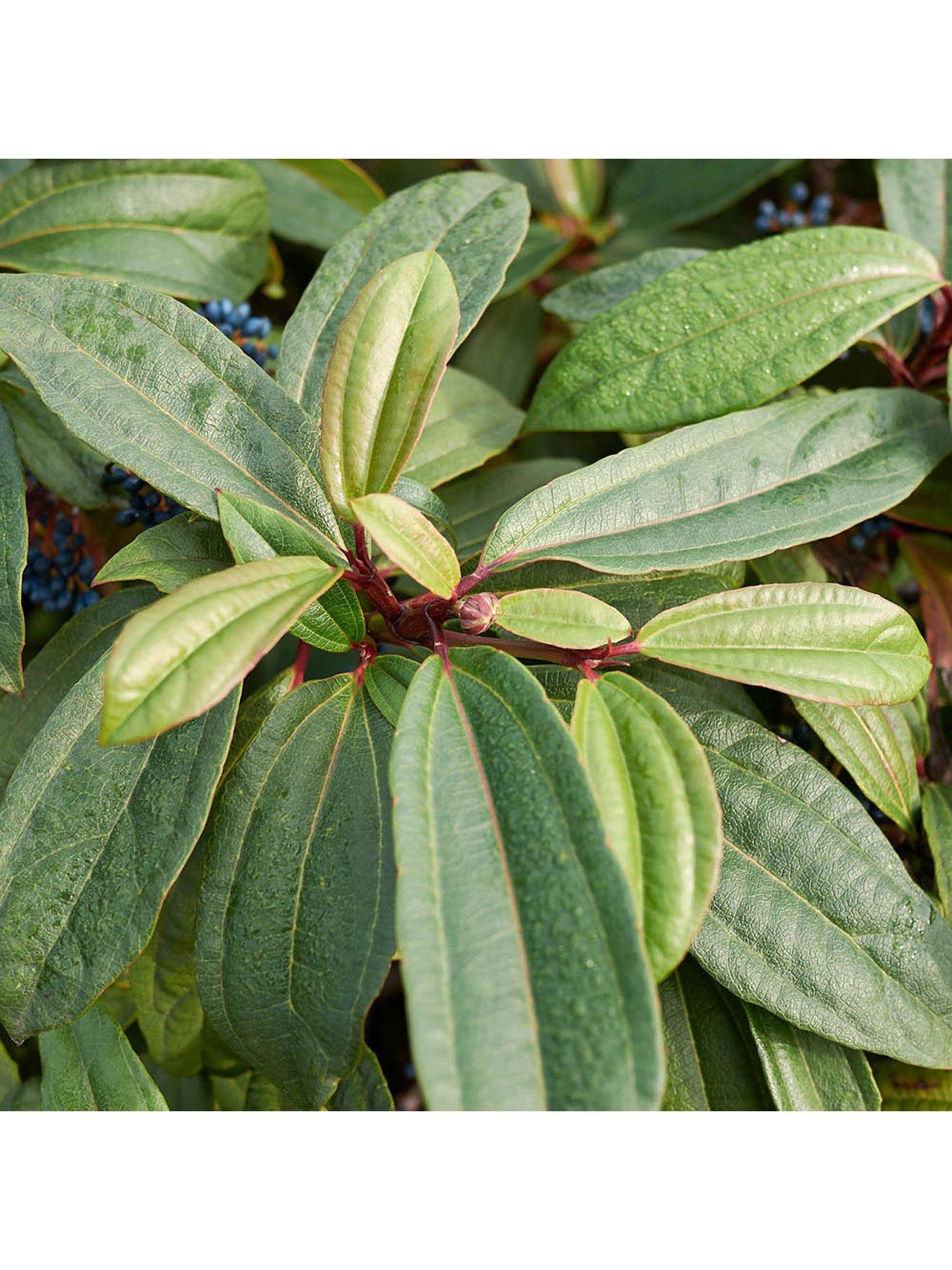 Image 2 of 4 of You Garden Viburnum davidii (17cm Pot)