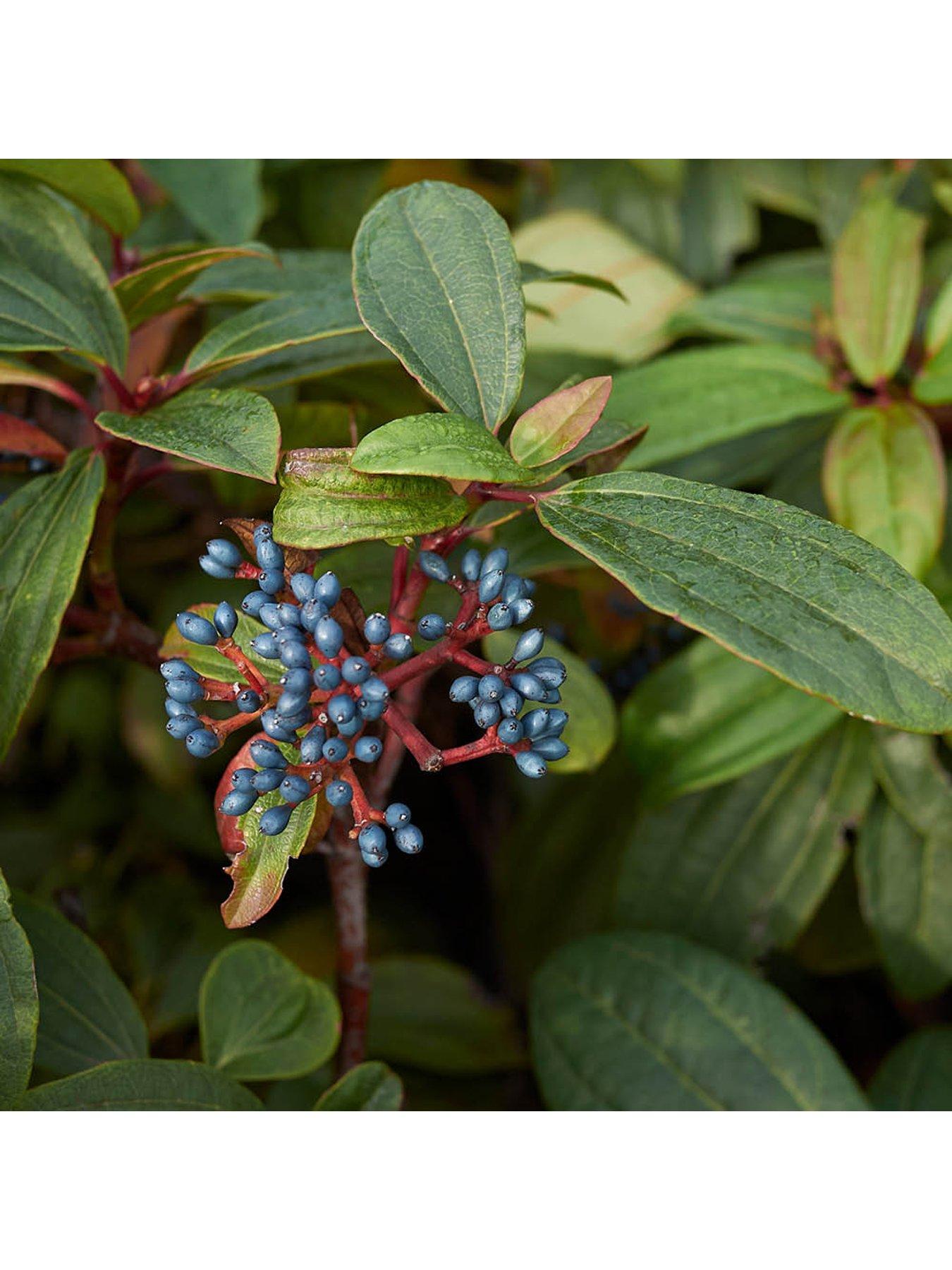 Image 3 of 4 of You Garden Viburnum davidii (17cm Pot)