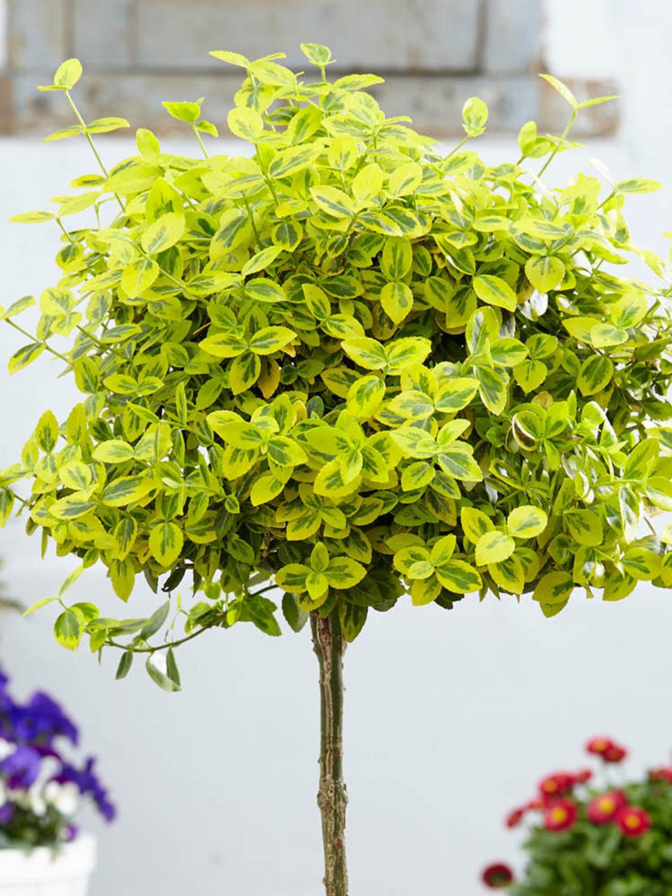 undefined Pair of Euonymus Emerald 'n' Gold Standards