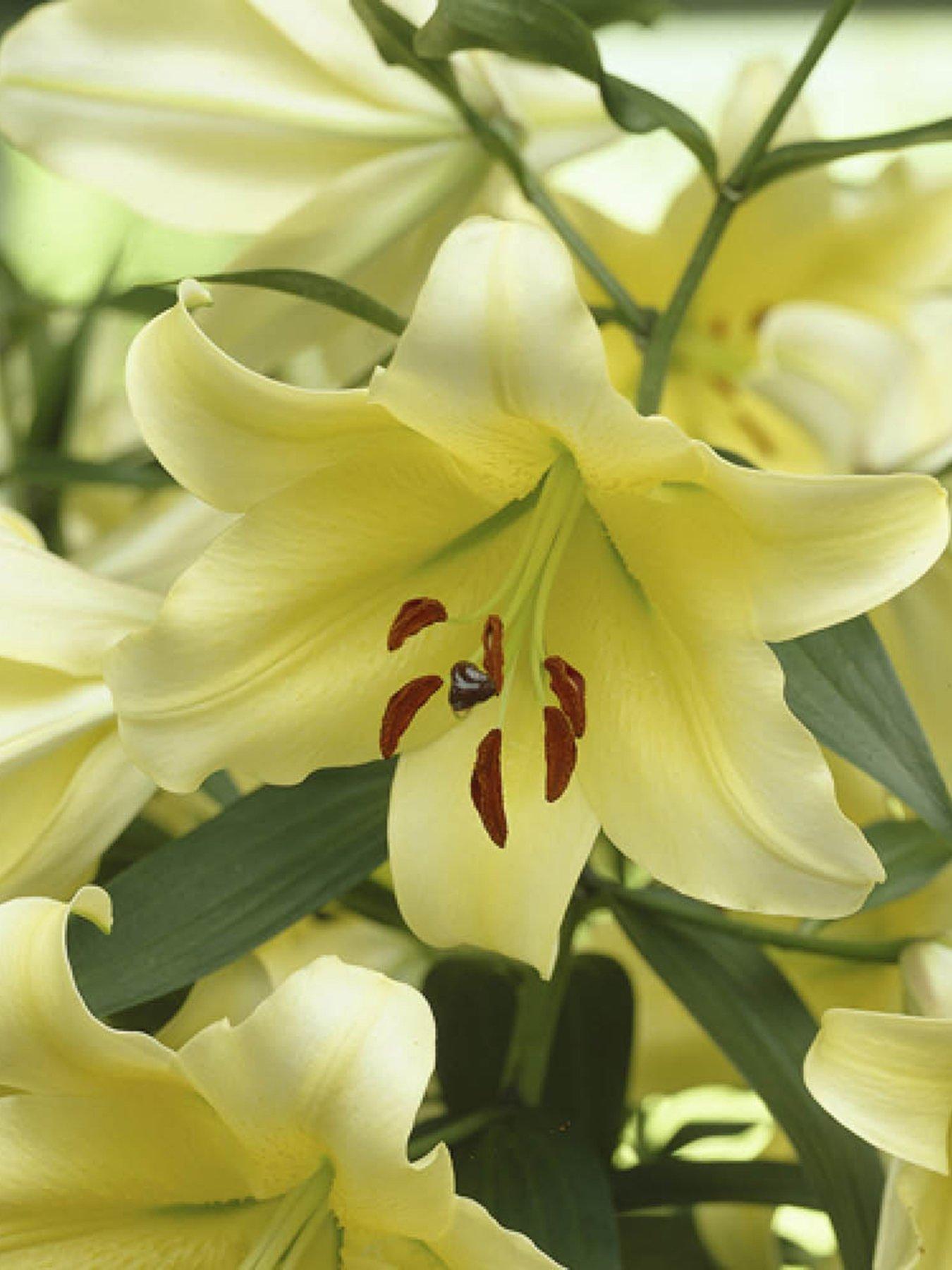 You Garden Skyscraper Lily 'Manissa' - 3 Bulbs
