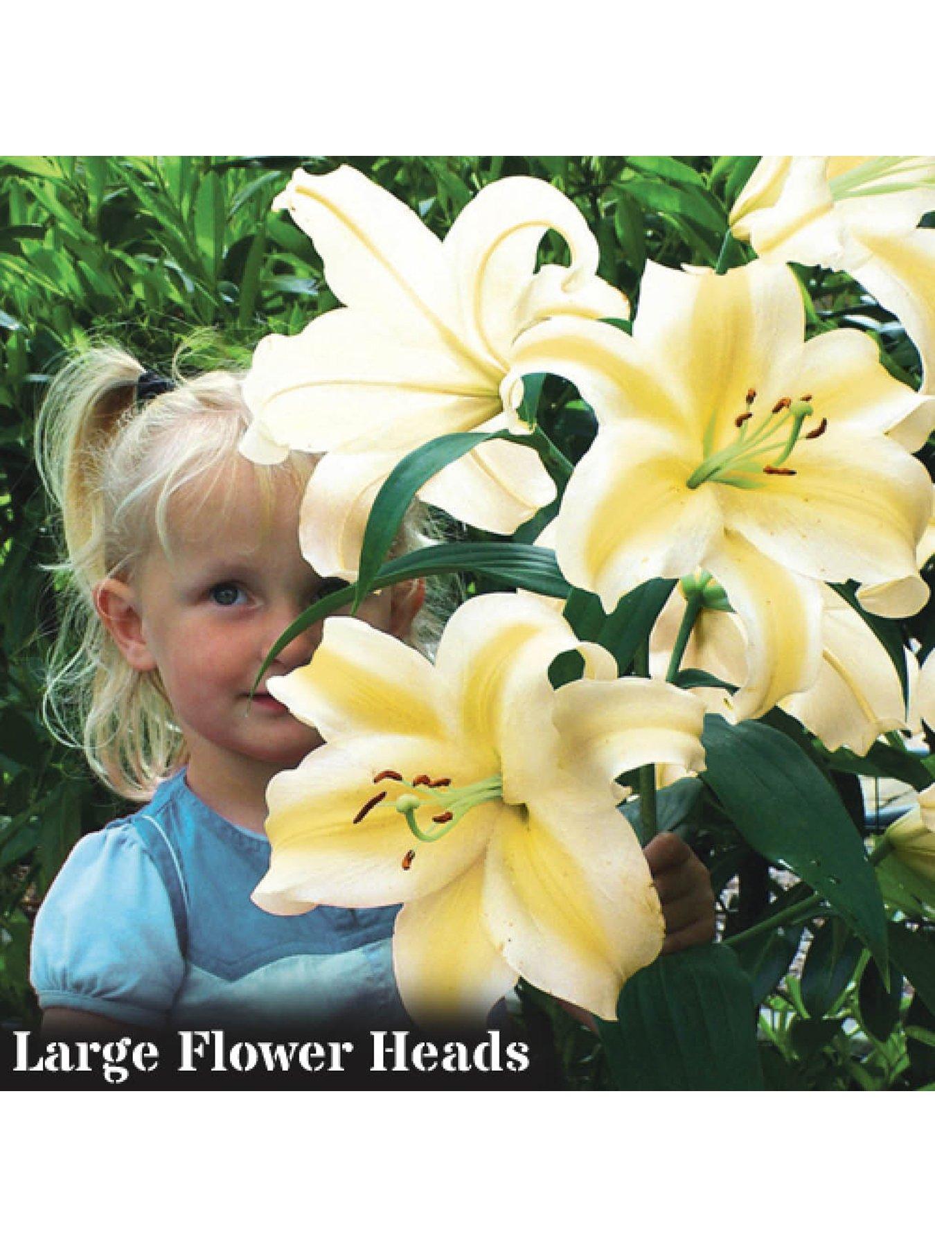 Image 3 of 4 of You Garden Skyscraper Lily 'Manissa' - 3 Bulbs