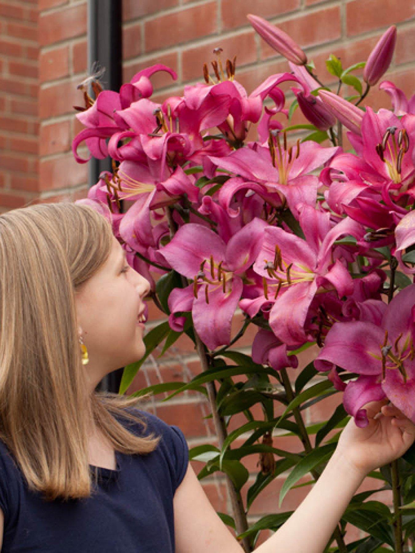 You Garden Skyscraper Lily 'Robina' - 3 Bulbs