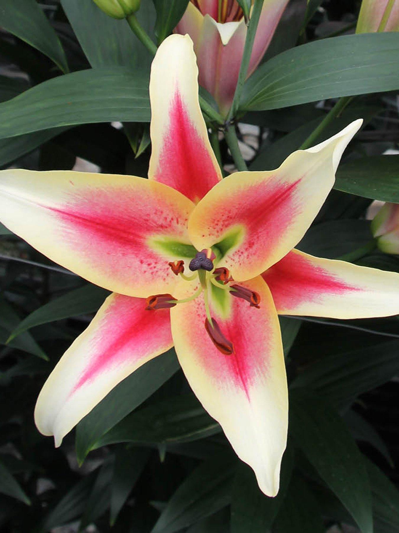 Image 1 of 2 of You Garden Skyscraper Lily 'Matisse' - 3 Bulbs
