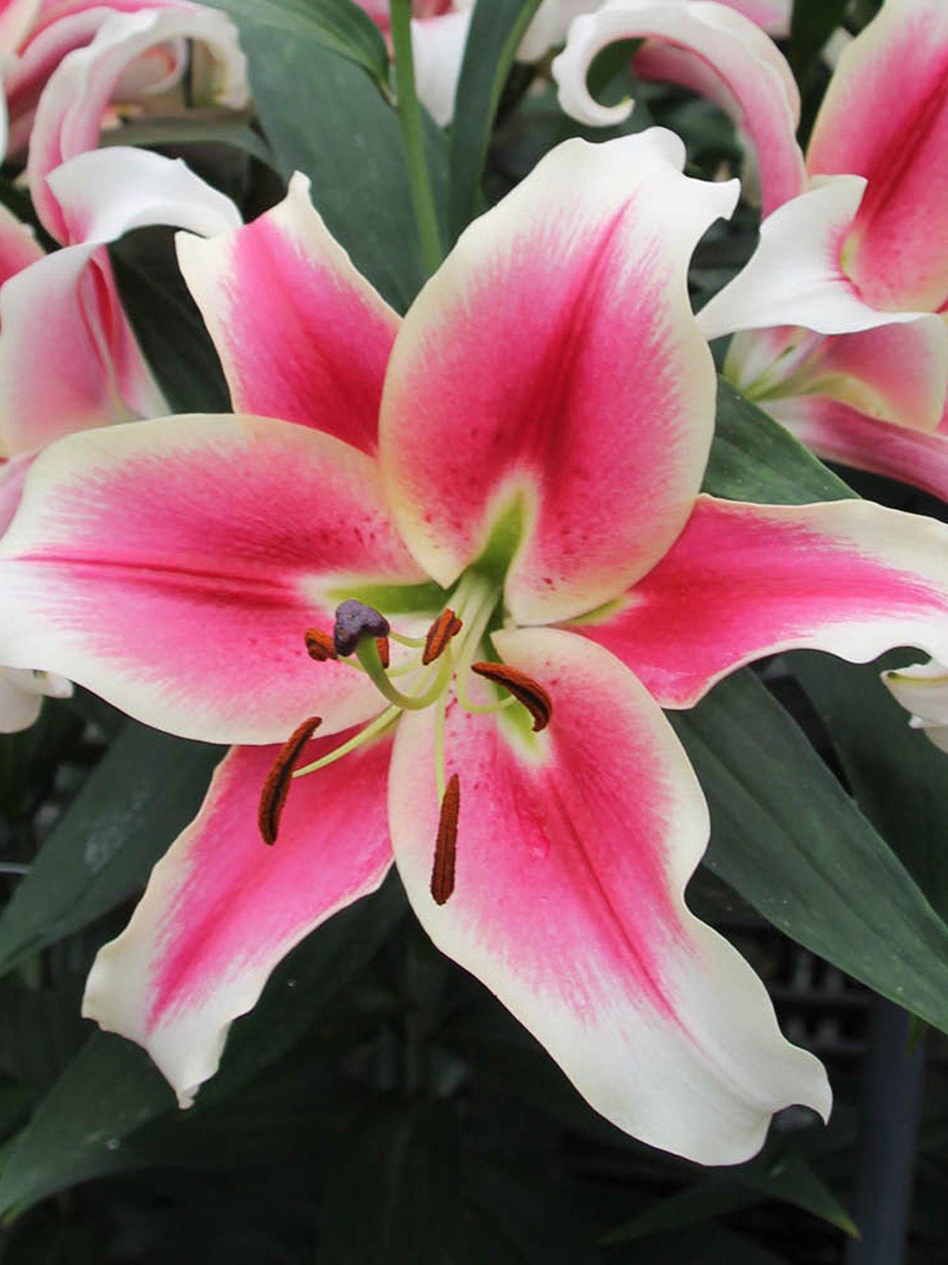 Image 2 of 2 of You Garden Skyscraper Lily 'Matisse' - 3 Bulbs