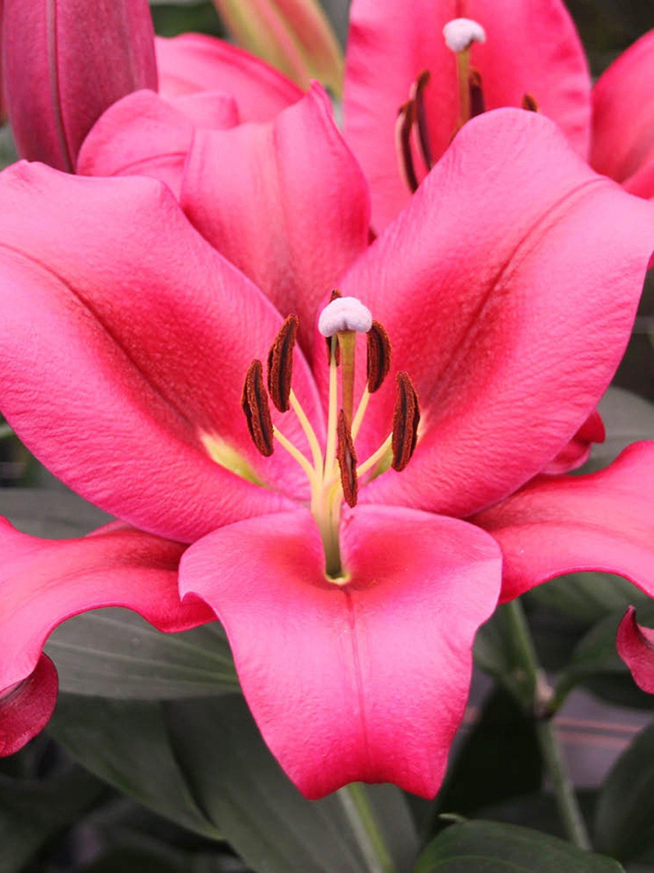 You Garden Skyscraper Lily 'Amarossi' - 3 Bulbs