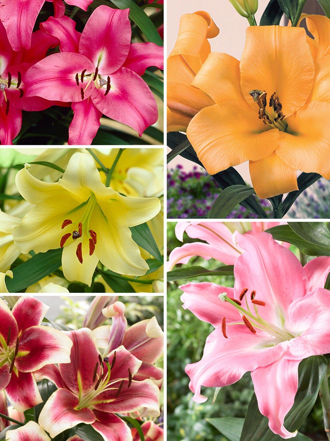 Image 1 of 7 of You Garden Skyscraper Lily Collection (15 Bulbs)