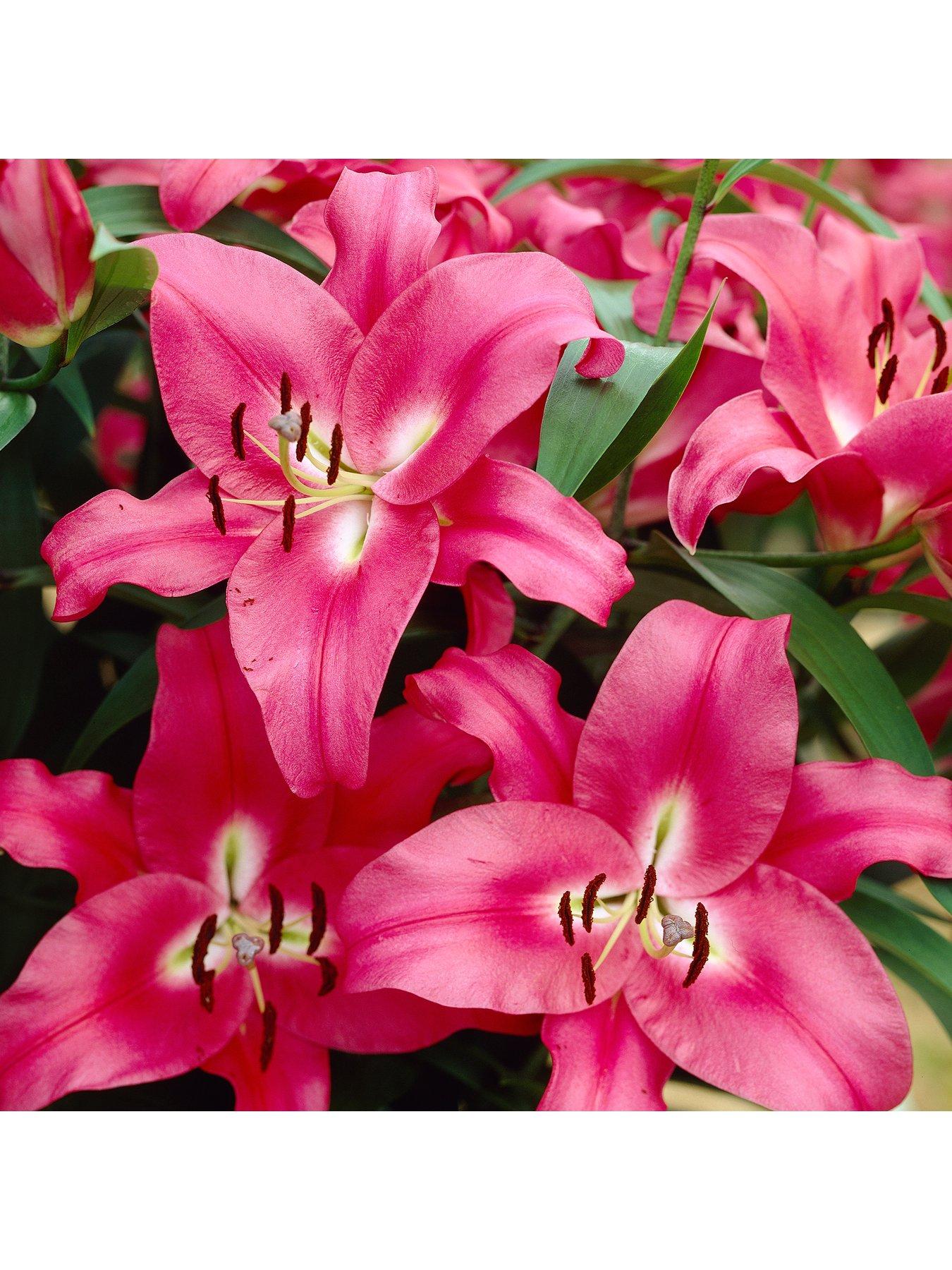Image 2 of 7 of You Garden Skyscraper Lily Collection (15 Bulbs)