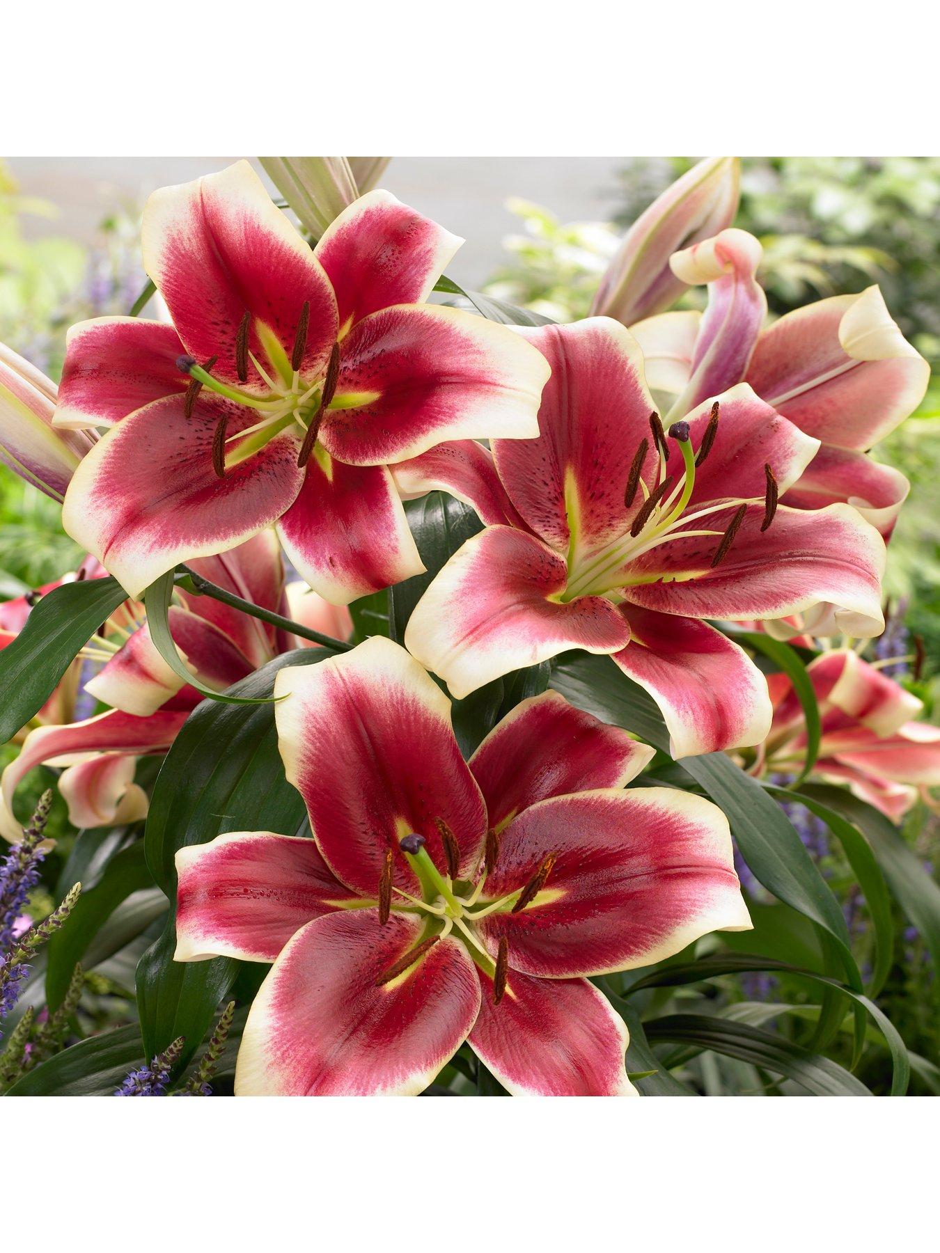 Image 4 of 7 of You Garden Skyscraper Lily Collection (15 Bulbs)