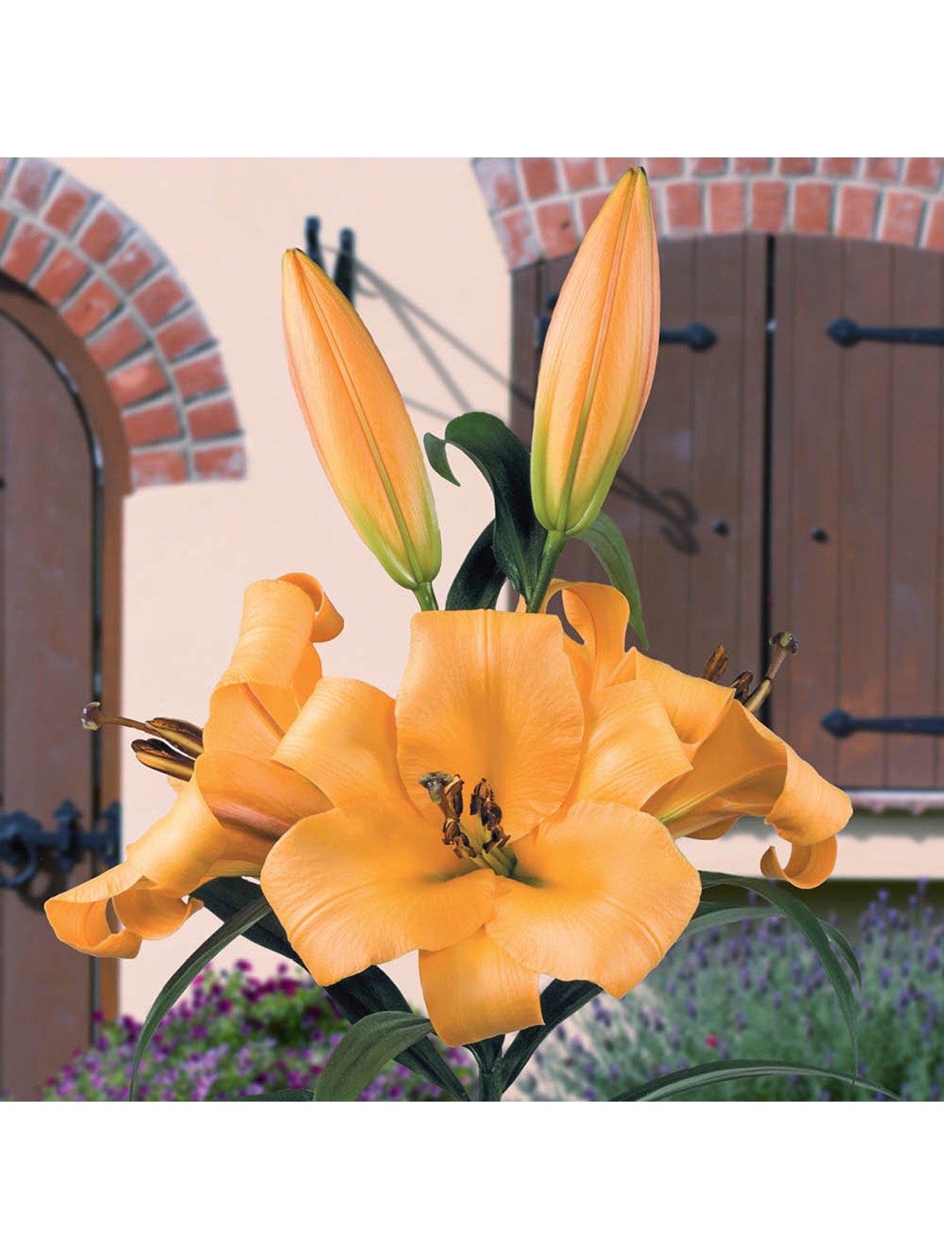 Image 5 of 7 of You Garden Skyscraper Lily Collection (15 Bulbs)