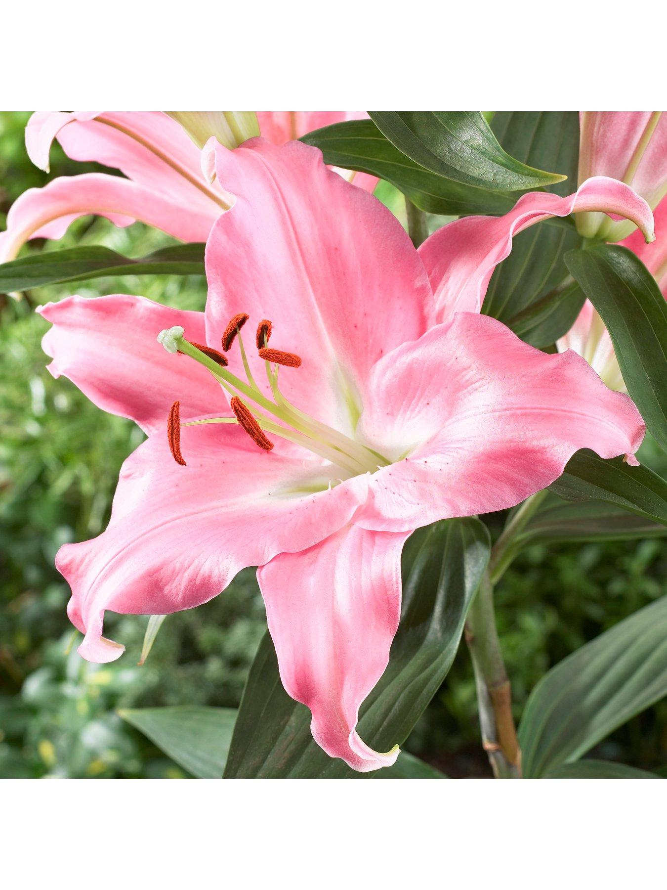 Image 6 of 7 of You Garden Skyscraper Lily Collection (15 Bulbs)