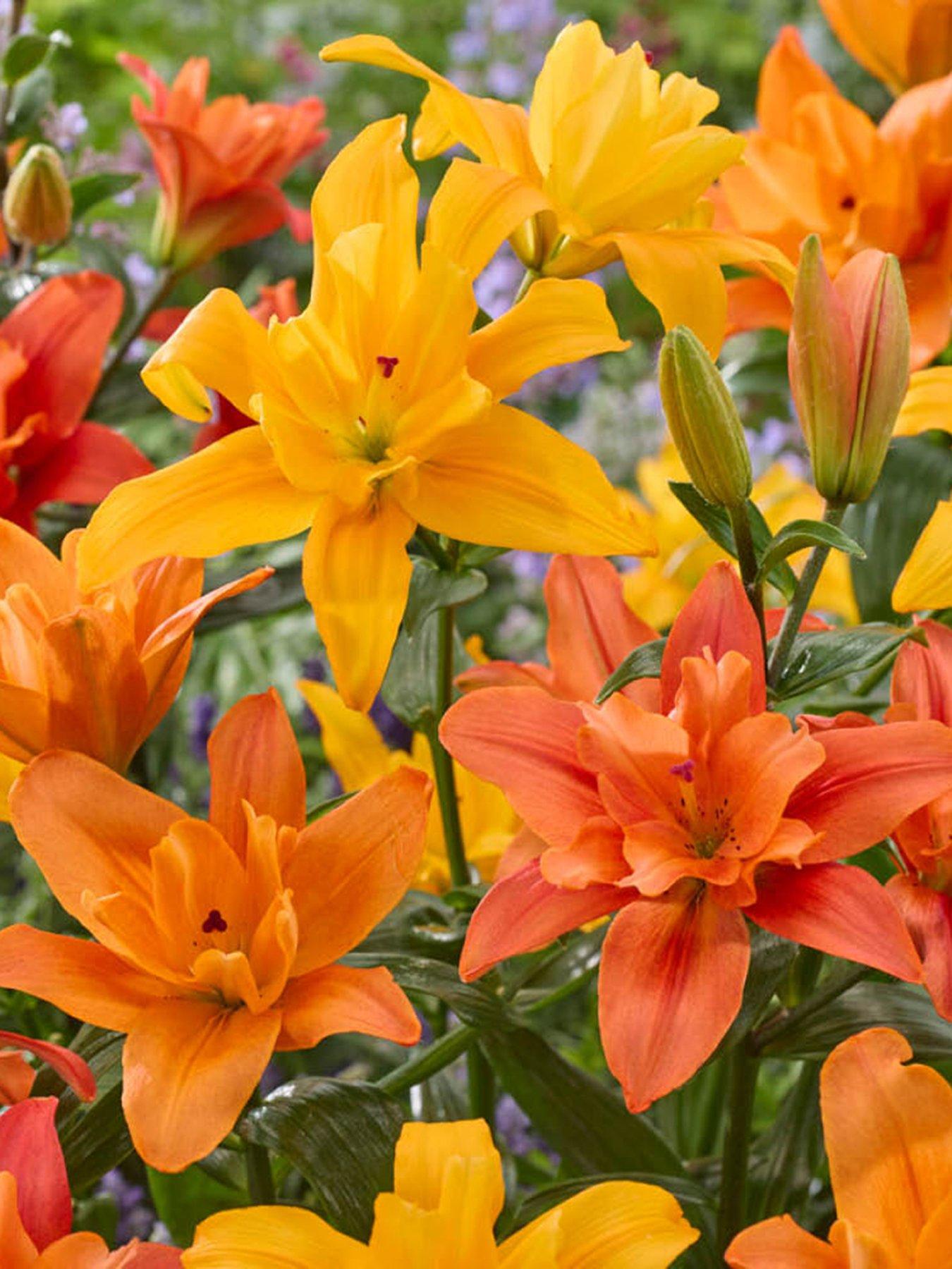 You Garden Lily Pollen-Free Butterfly Double Collection (10 Bulbs)