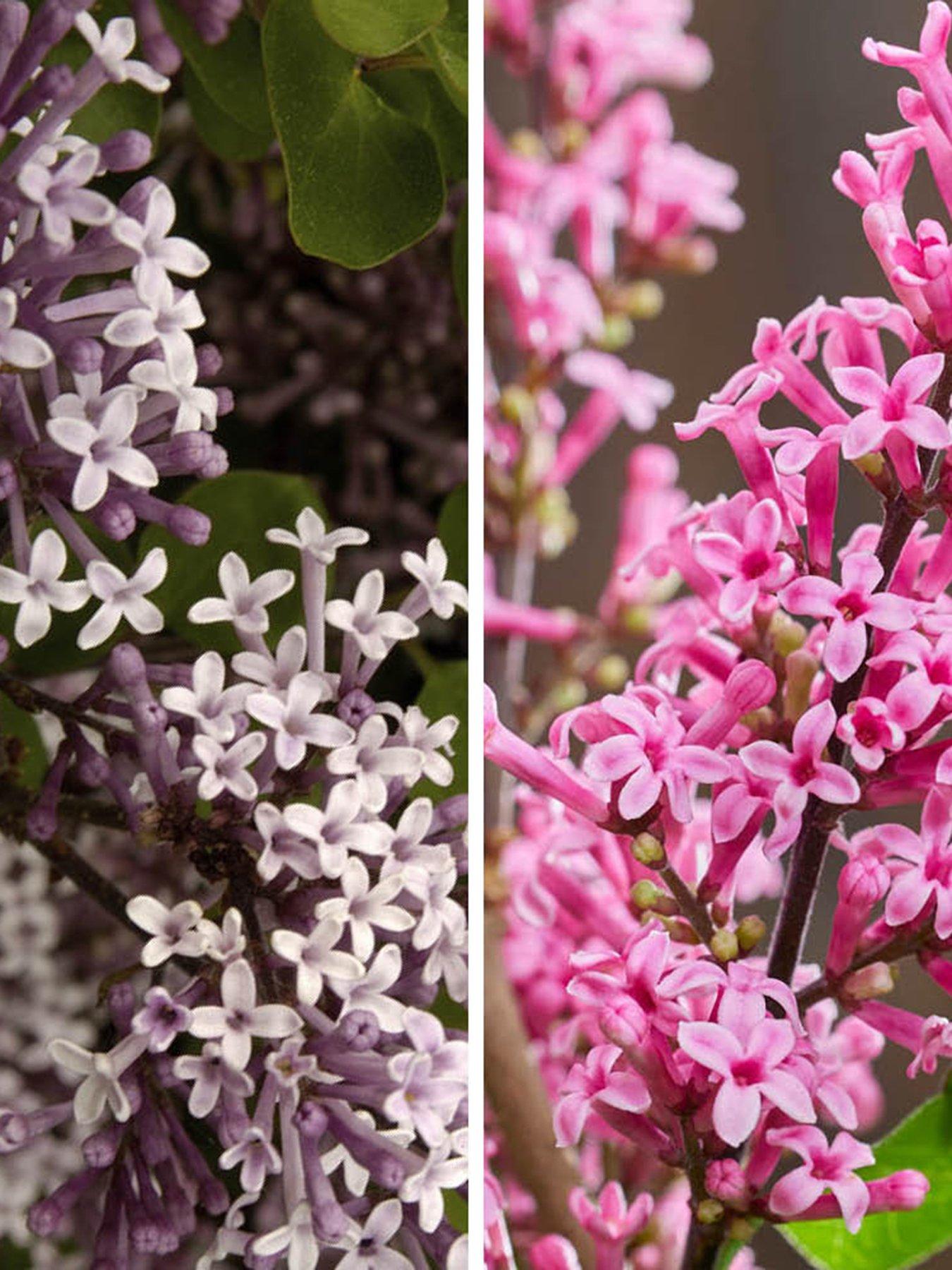  image of you-garden-pair-of-fragrant-lilacs-3l-pots
