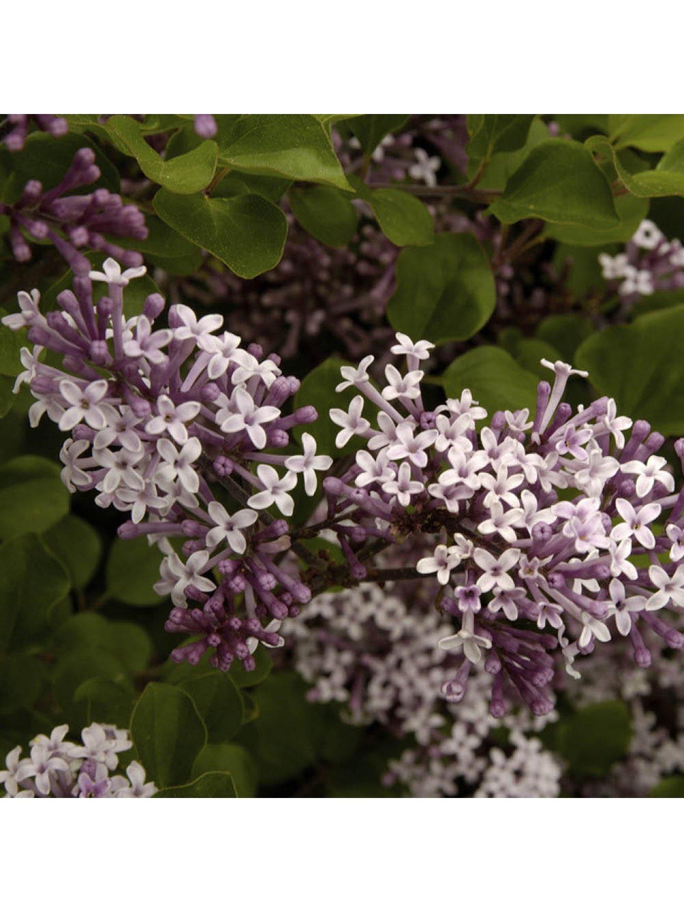  image of you-garden-pair-of-fragrant-lilacs-3l-pots