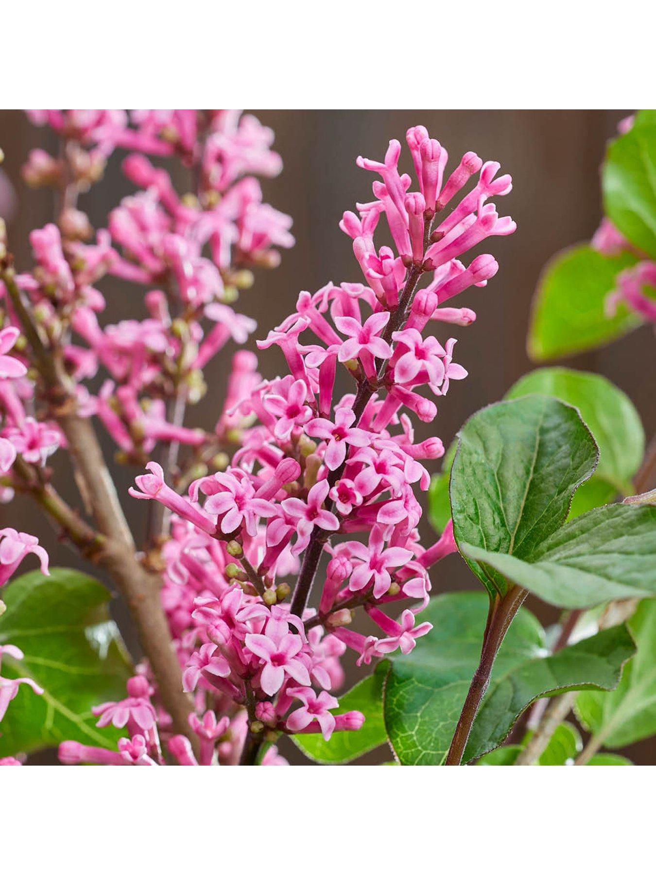  image of you-garden-pair-of-fragrant-lilacs-3l-pots