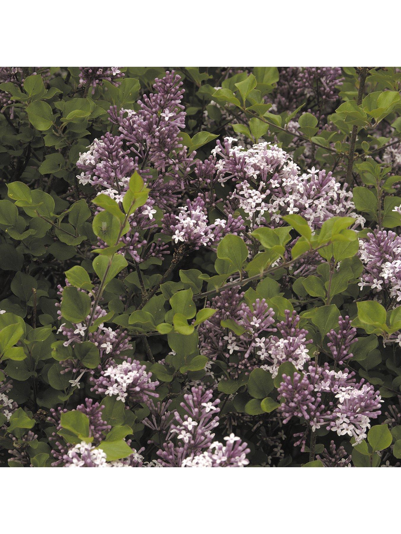  image of you-garden-pair-of-fragrant-lilacs-3l-pots
