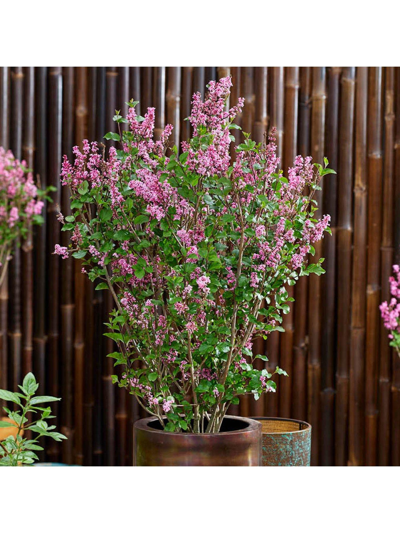  image of you-garden-pair-of-fragrant-lilacs-3l-pots