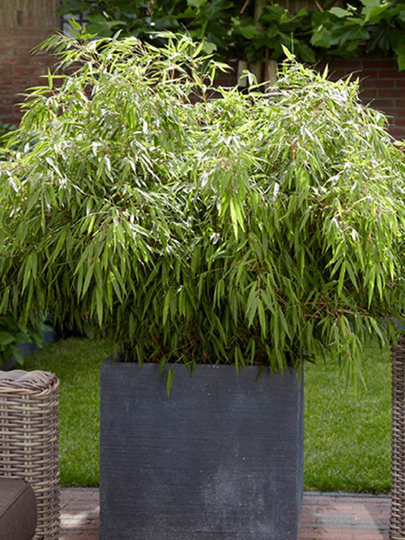 You Garden Fountain Bamboo - Fargesia rufa (3 x 9cm Pots)