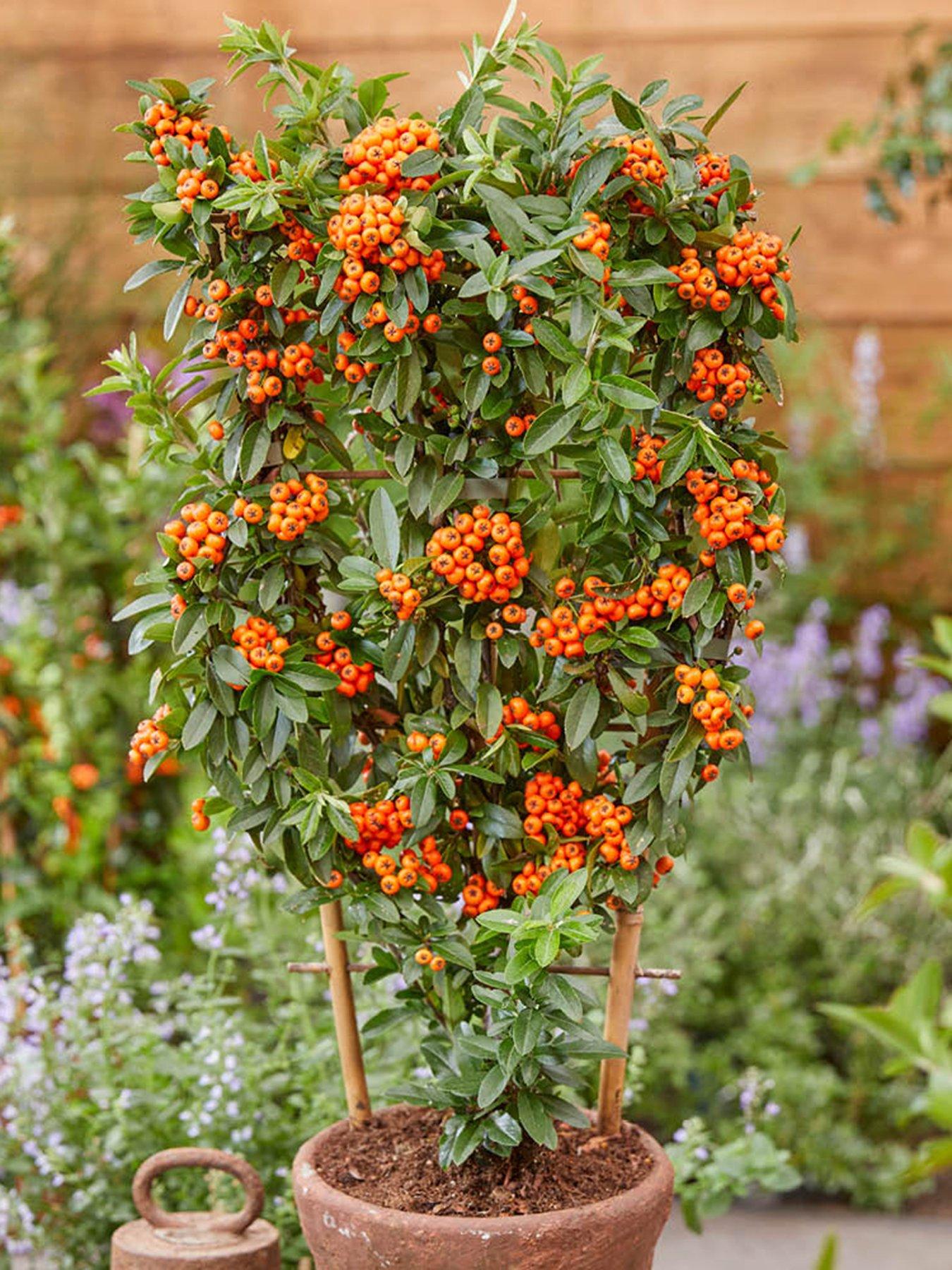 Image 1 of 6 of You Garden Pyracantha coccinea Orange Star (3 x 9cm pots)
