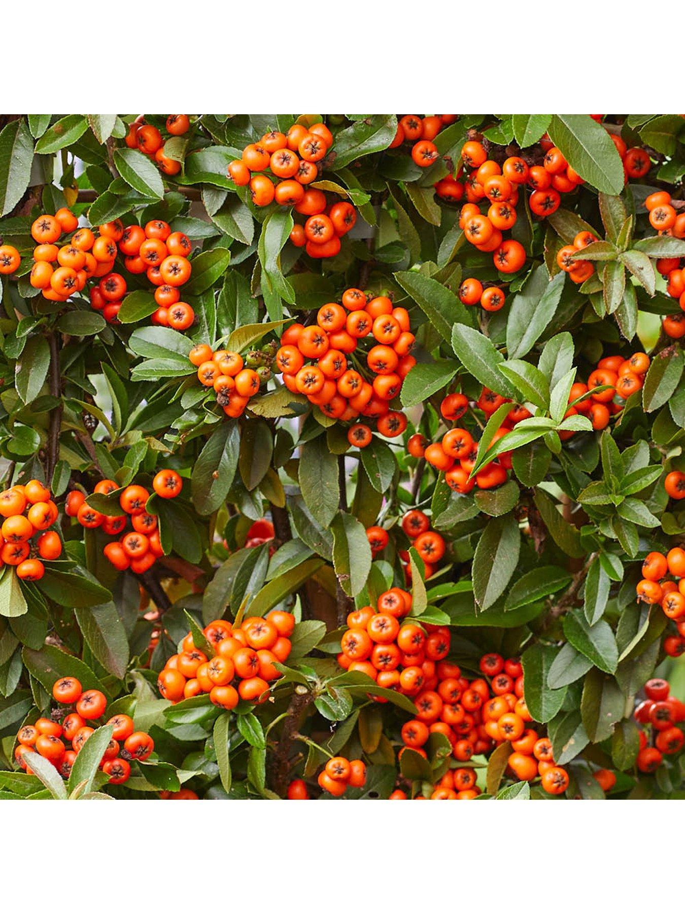 Image 2 of 6 of You Garden Pyracantha coccinea Orange Star (3 x 9cm pots)