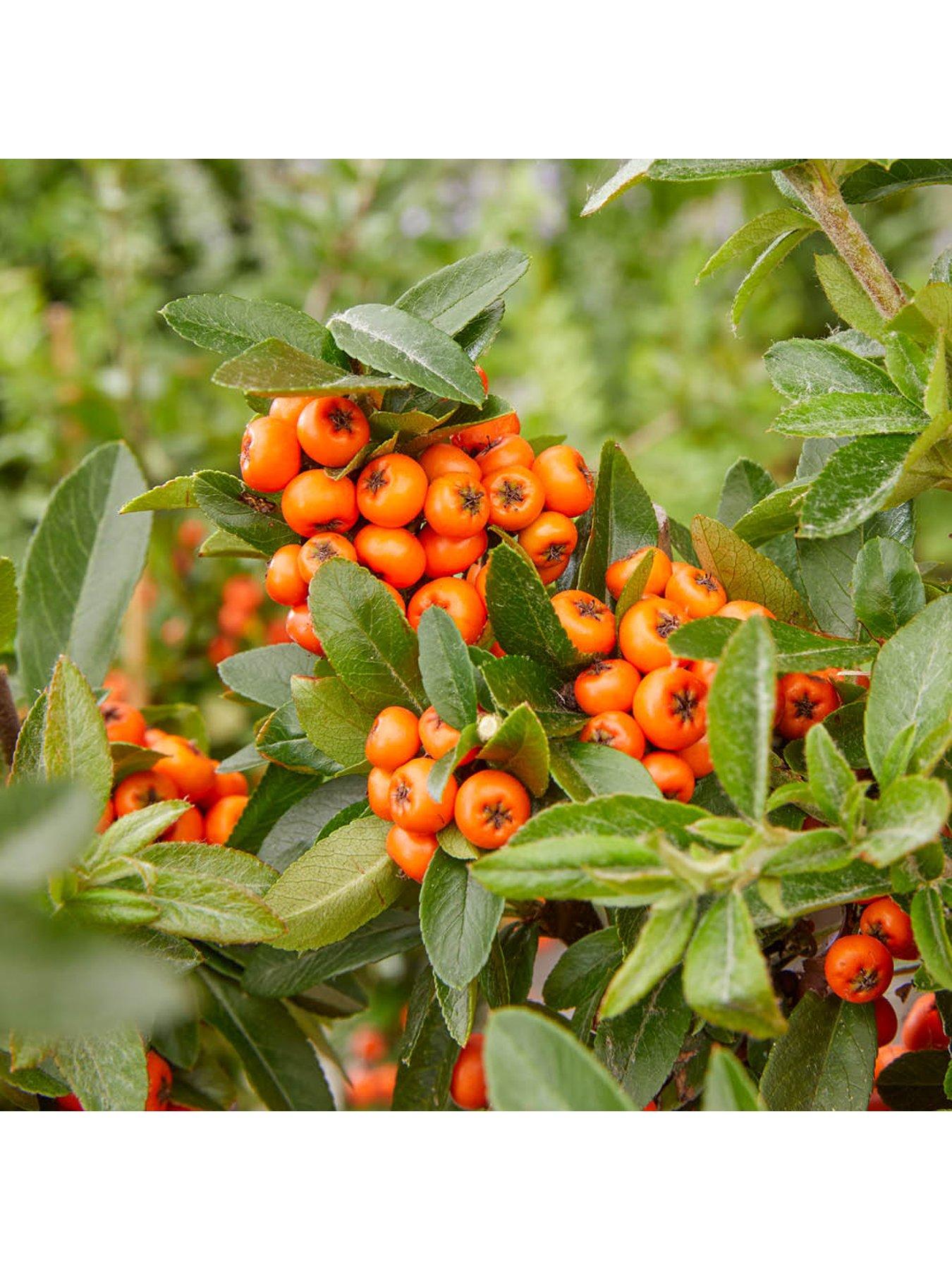 Image 3 of 6 of You Garden Pyracantha coccinea Orange Star (3 x 9cm pots)