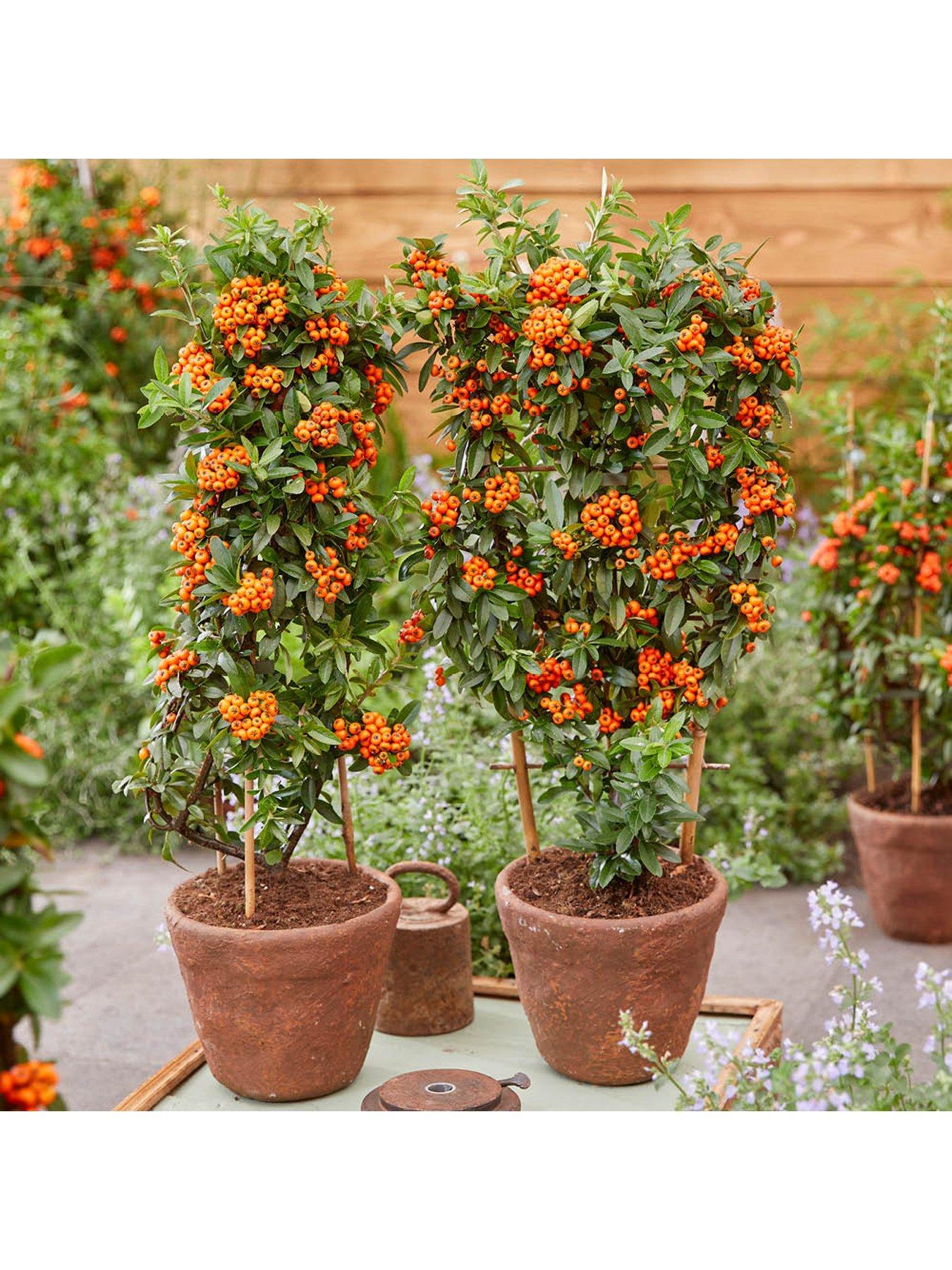 Image 4 of 6 of You Garden Pyracantha coccinea Orange Star (3 x 9cm pots)