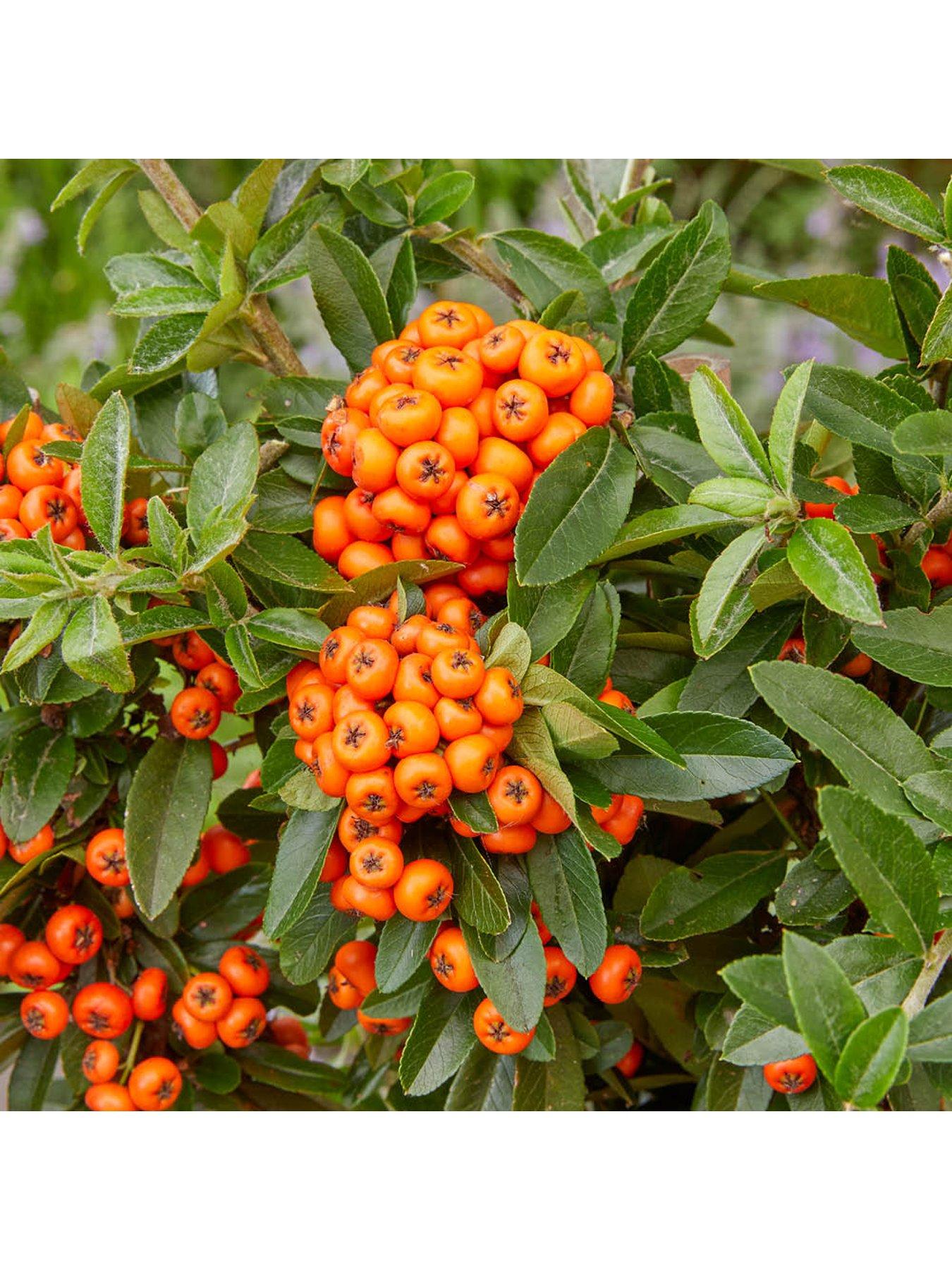Image 5 of 6 of You Garden Pyracantha coccinea Orange Star (3 x 9cm pots)