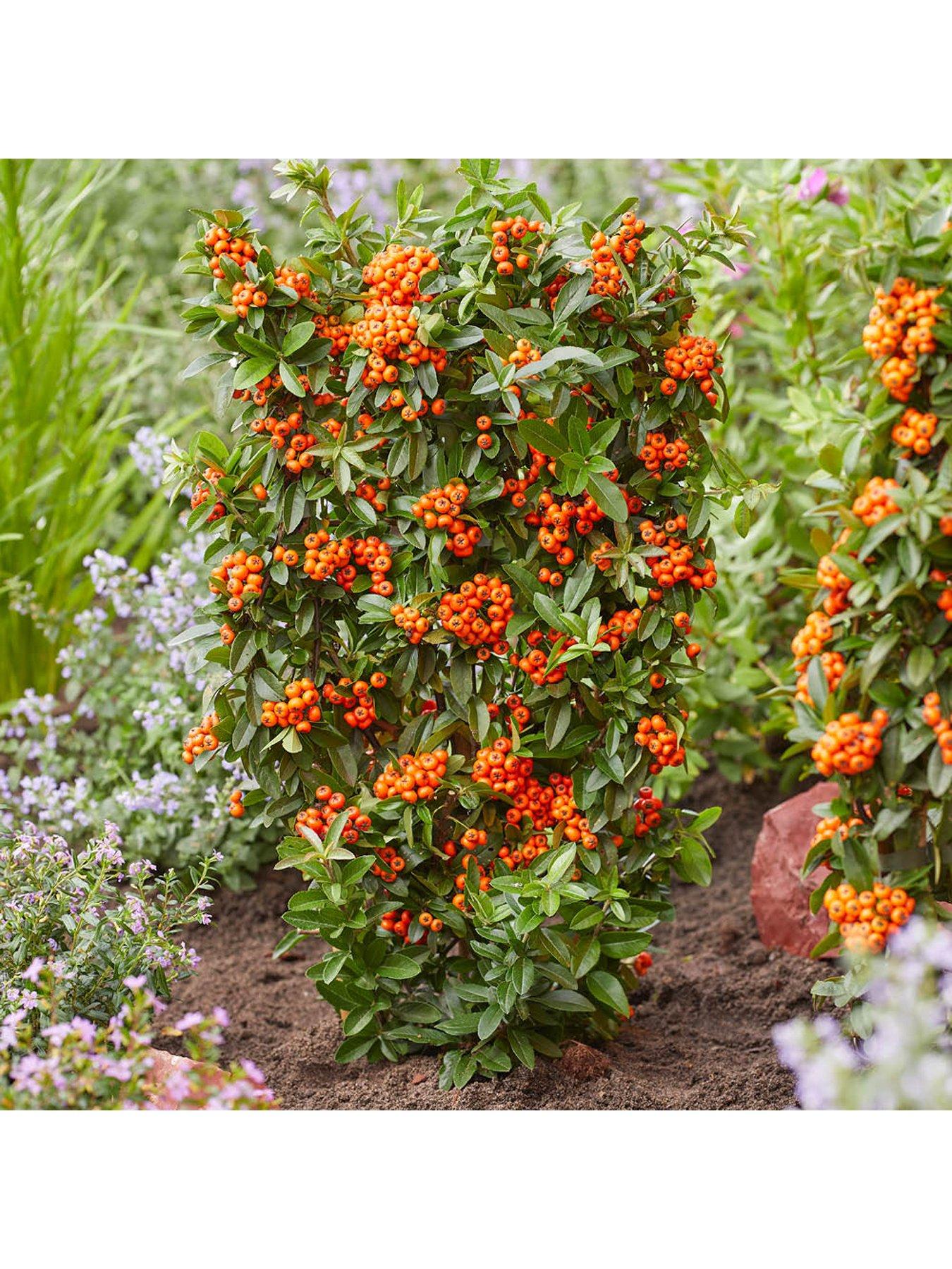 Image 6 of 6 of You Garden Pyracantha coccinea Orange Star (3 x 9cm pots)