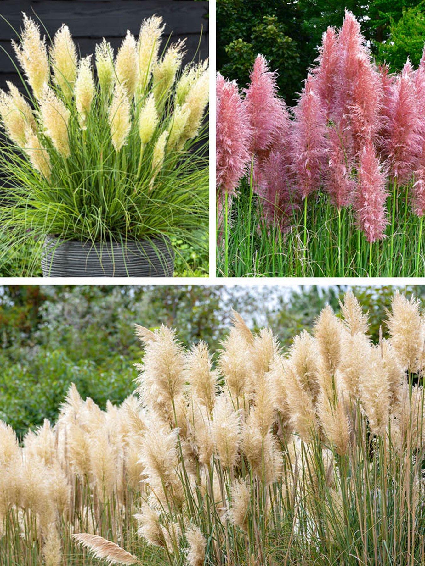 you-garden-pampas-grass-collection-3-x-9cm-pots