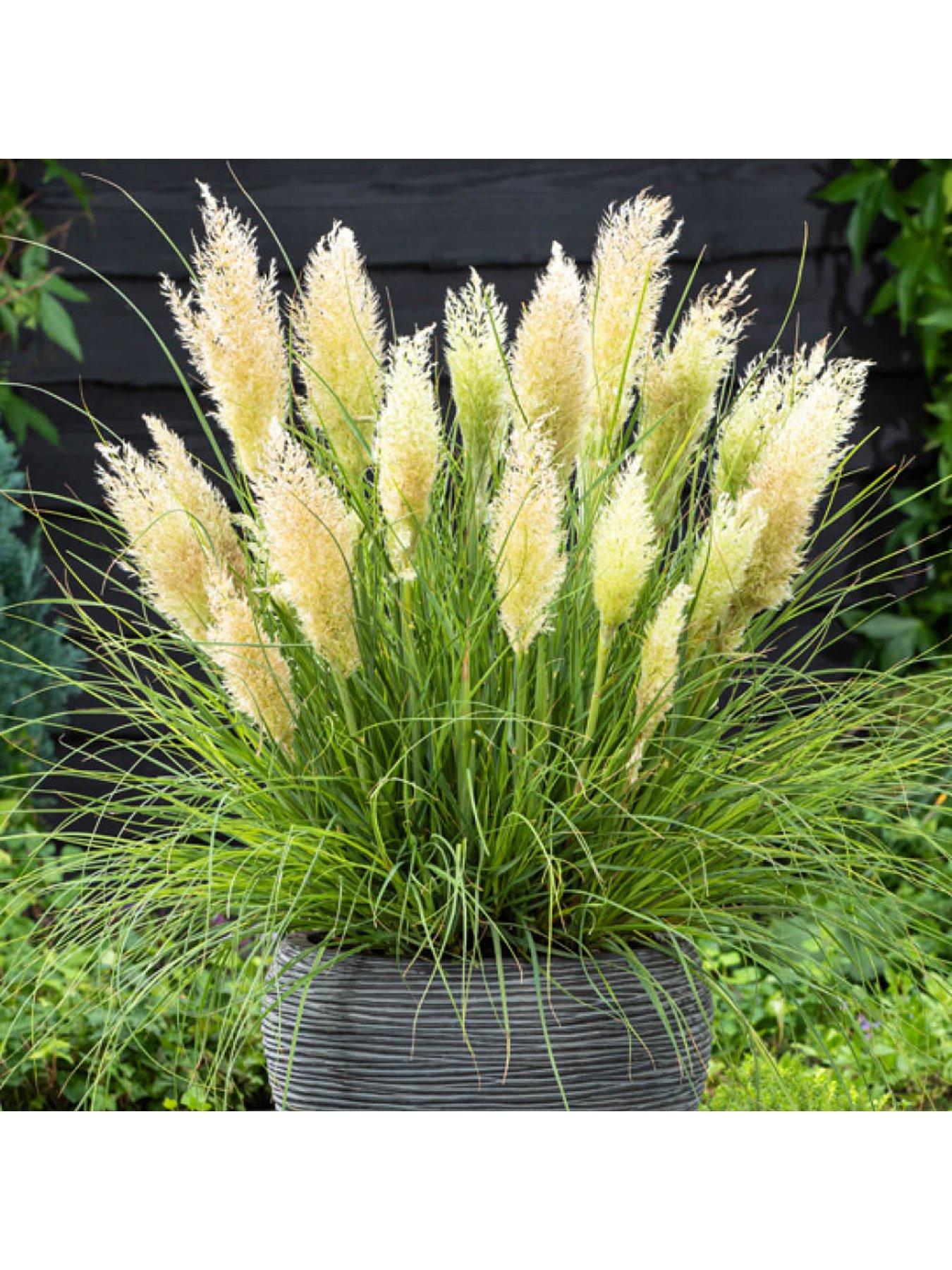  image of you-garden-pampas-grass-collection-3-x-9cm-pots