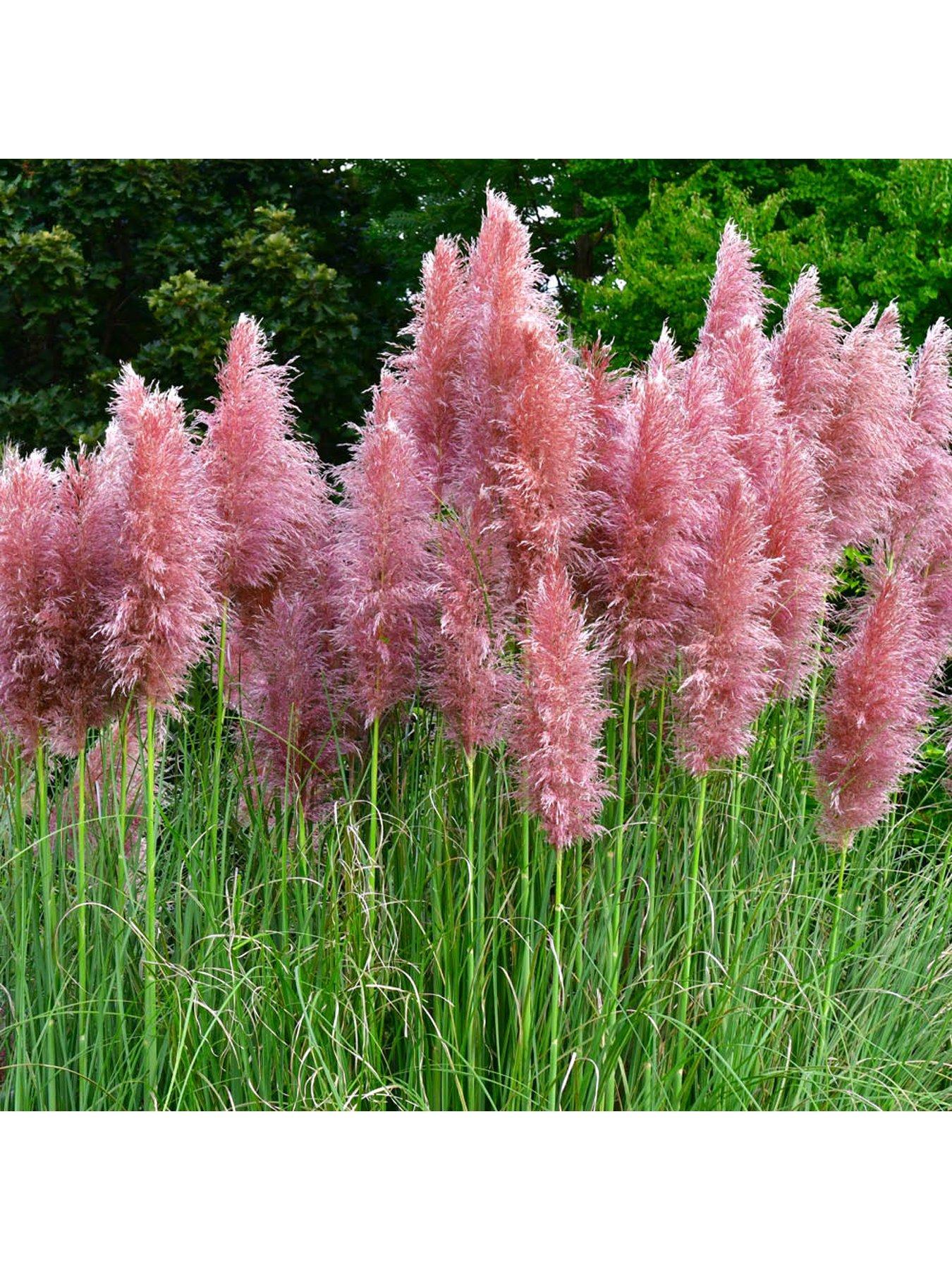  image of you-garden-pampas-grass-collection-3-x-9cm-pots