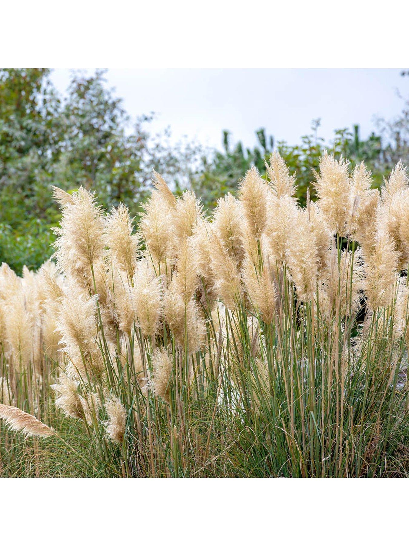  image of you-garden-pampas-grass-collection-3-x-9cm-pots