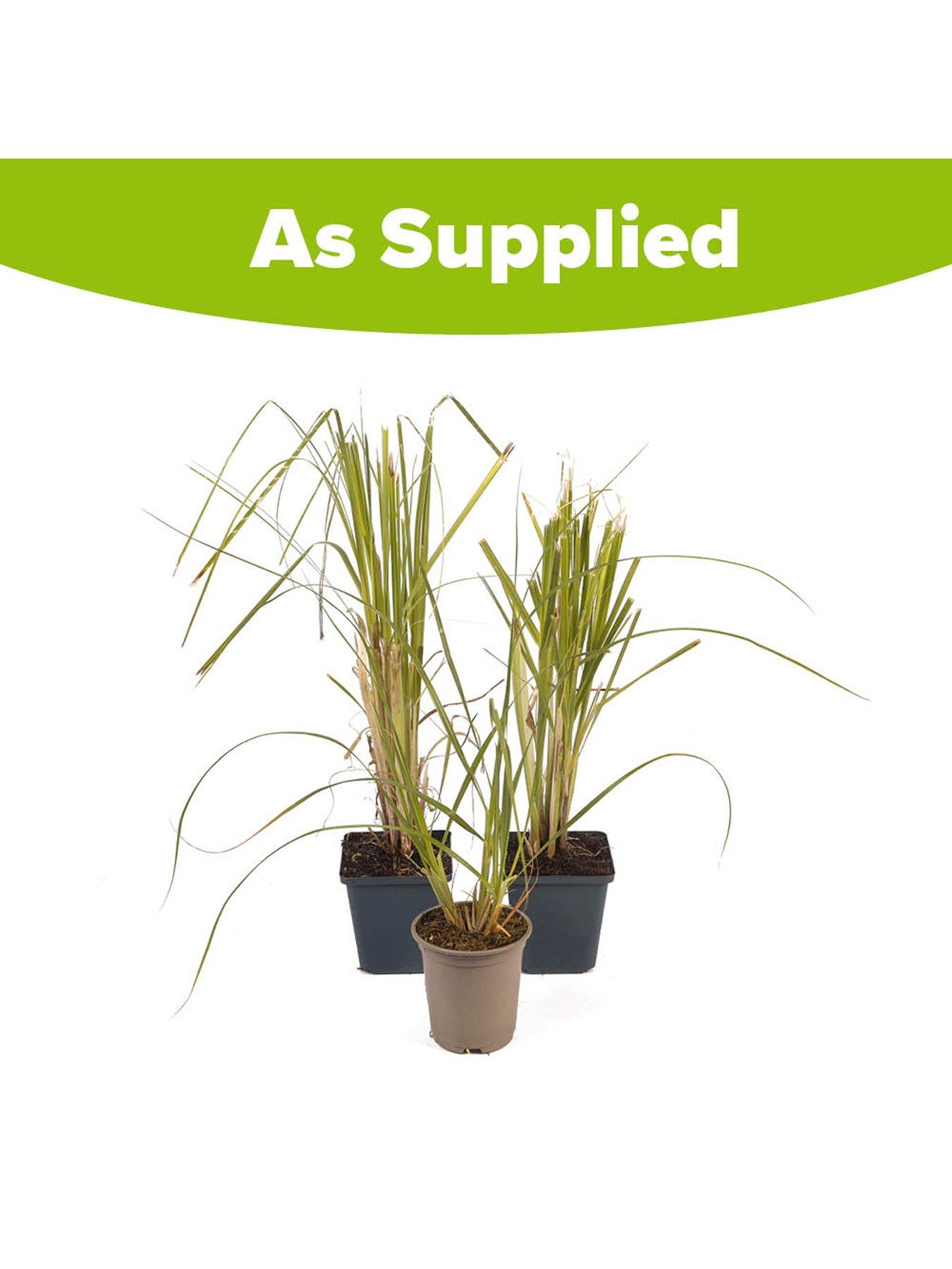  image of you-garden-pampas-grass-collection-3-x-9cm-pots