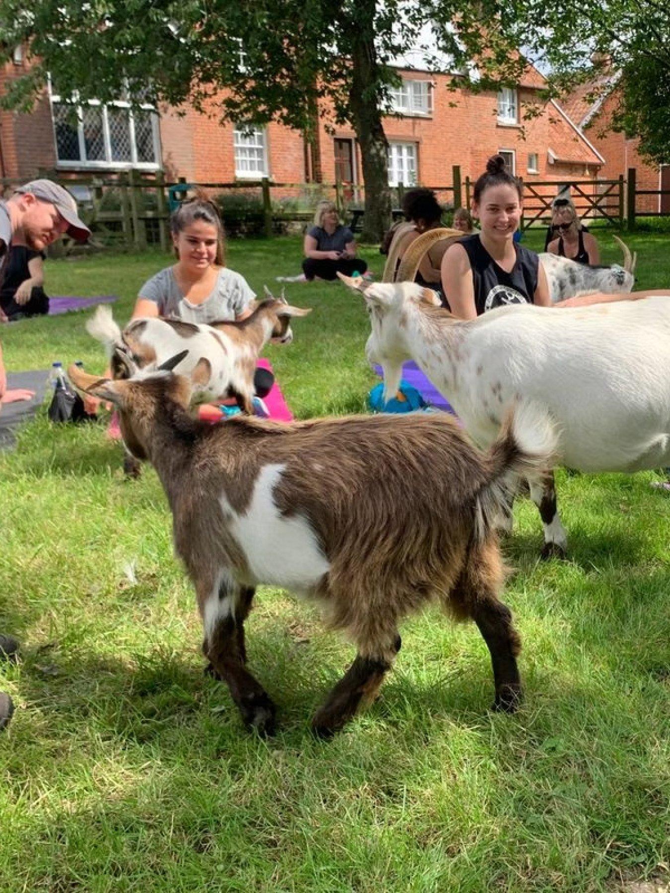 Image 2 of 5 of Virgin Experience Days Goat Yoga for Two in the Suffolk Countryside